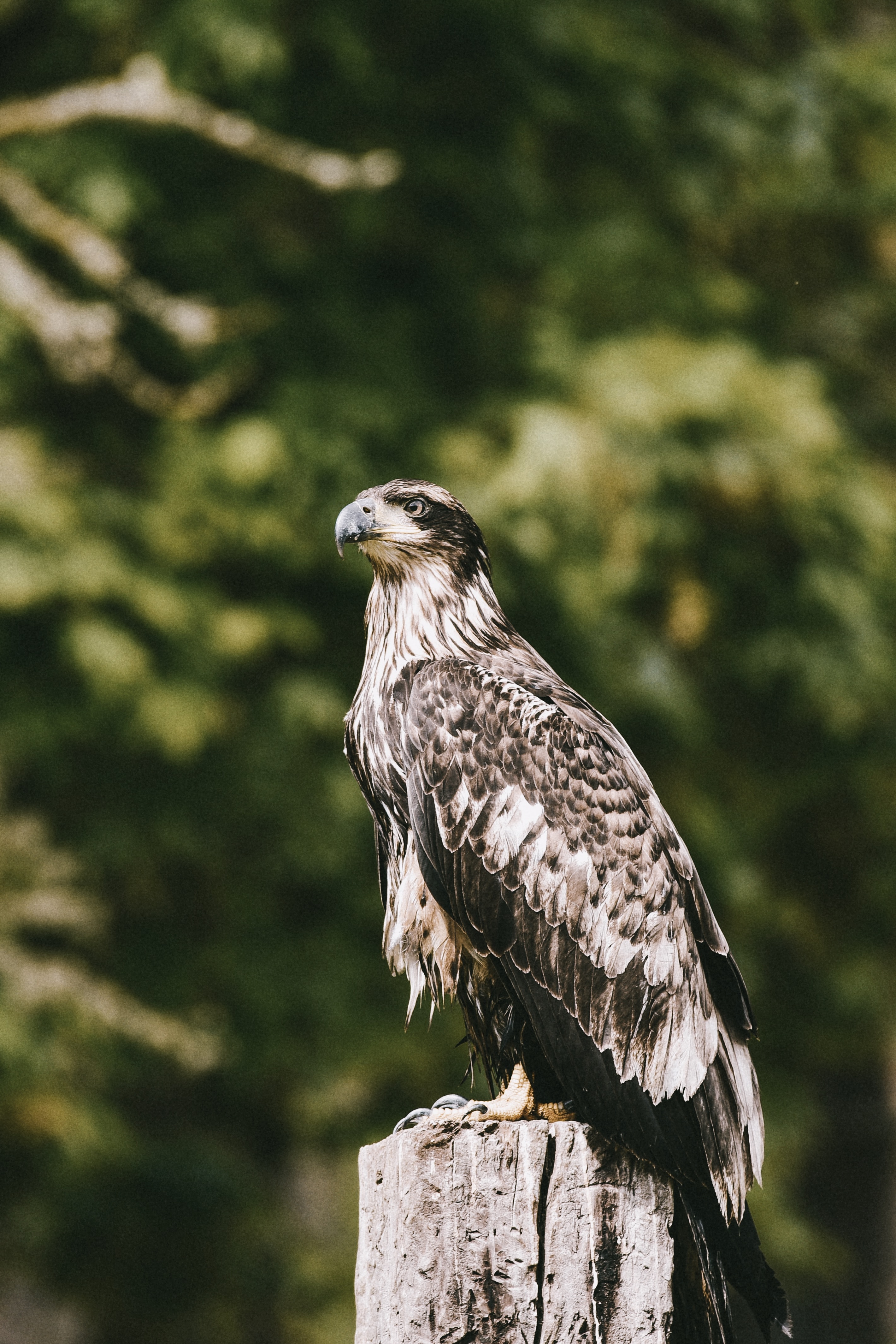 Free download wallpaper Bird, Predator, Hawk, Animals, Wildlife on your PC desktop