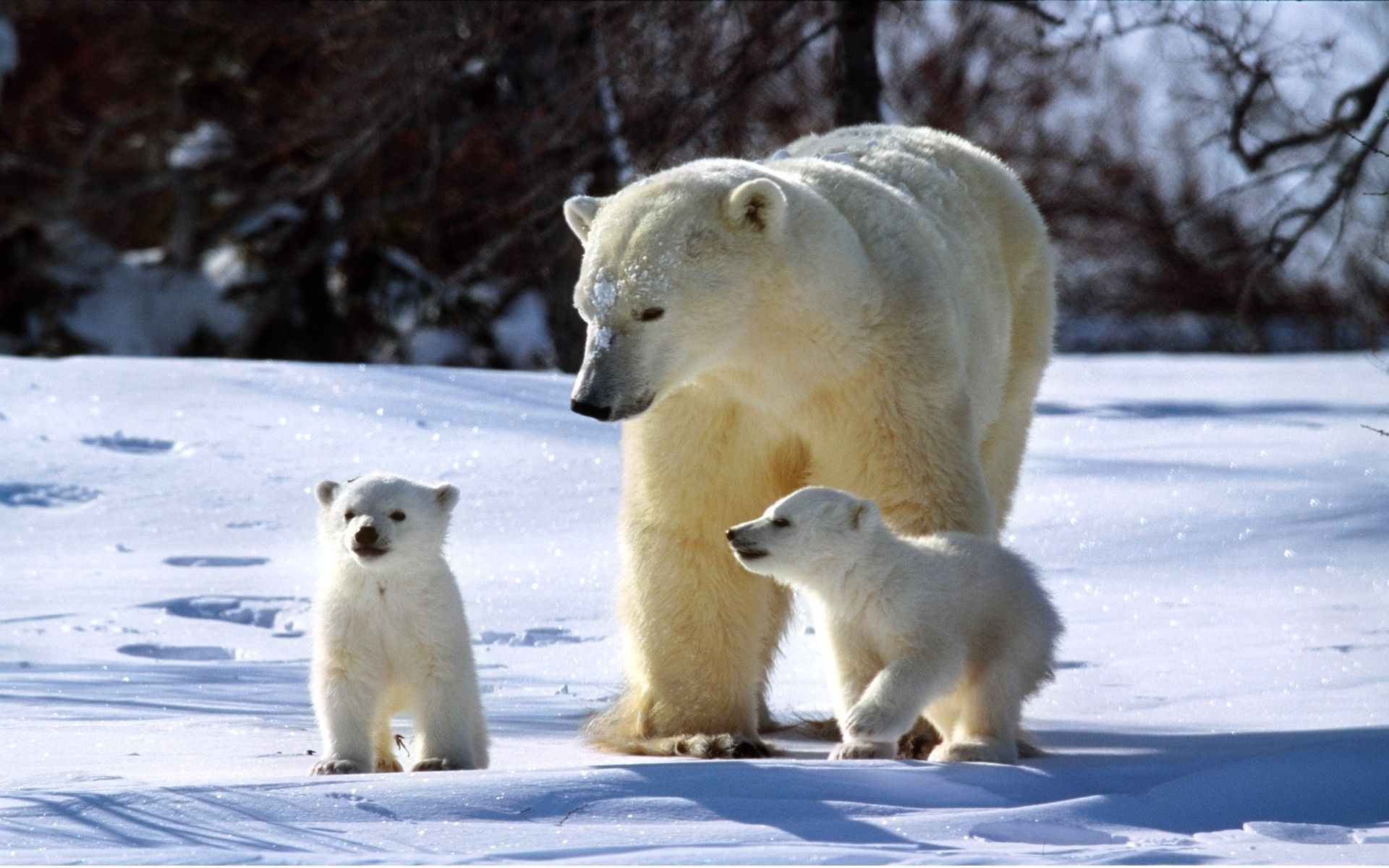 bears, animal, polar bear Full HD