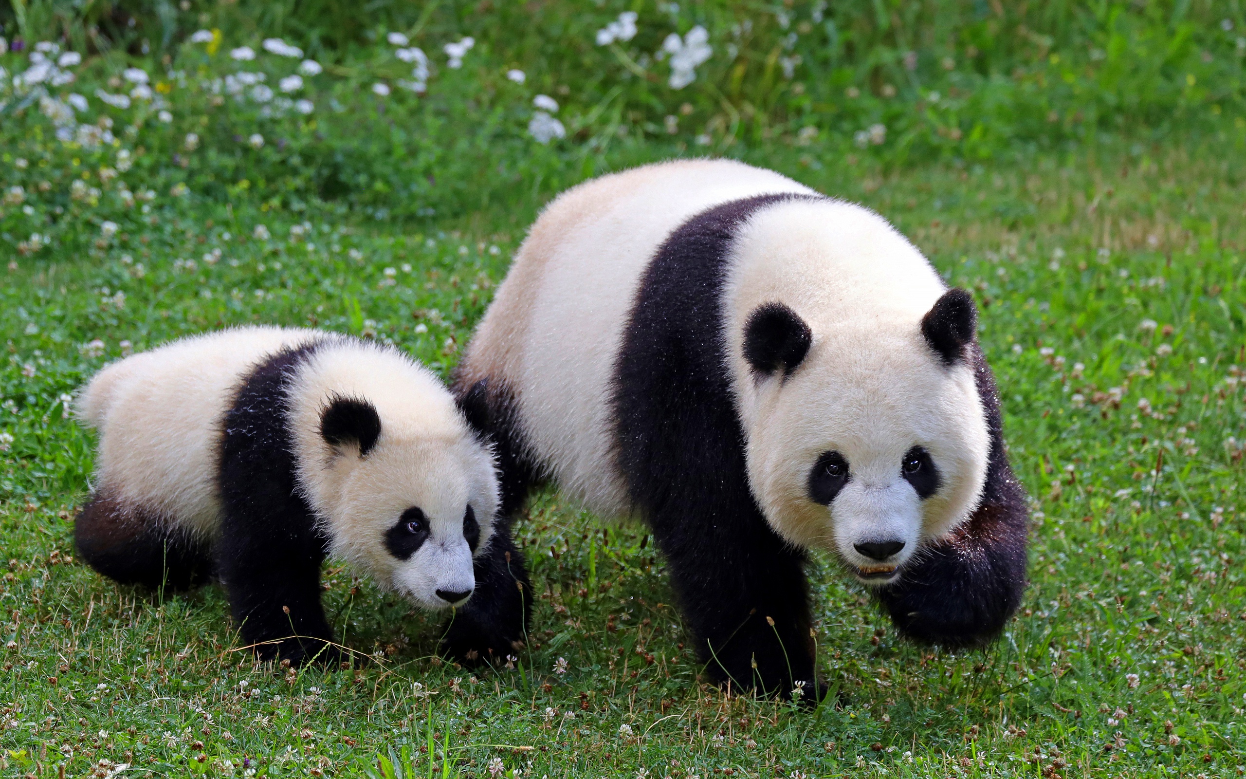 Две панды