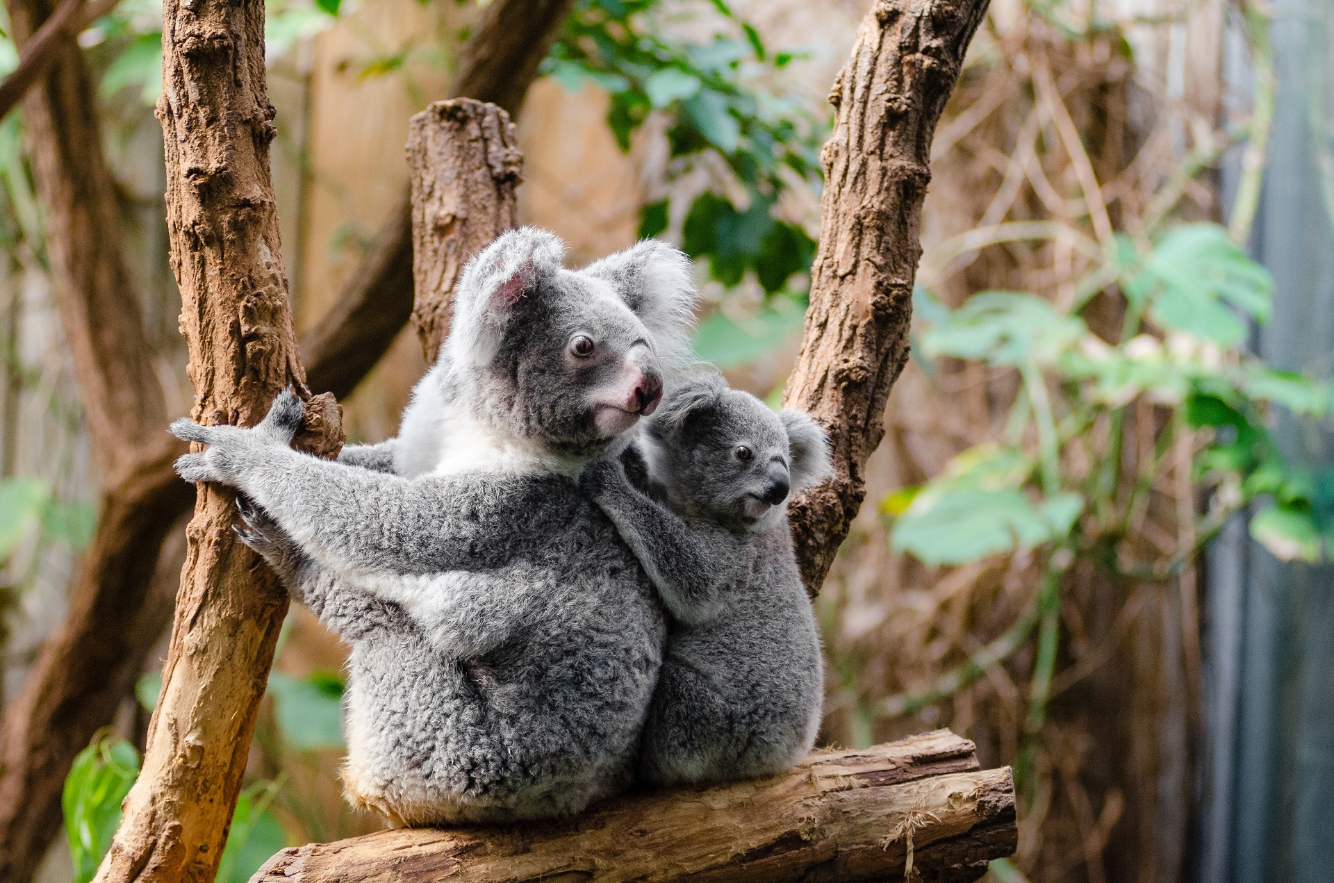 wallpapers animal, koala, baby animal, mammal, marsupial