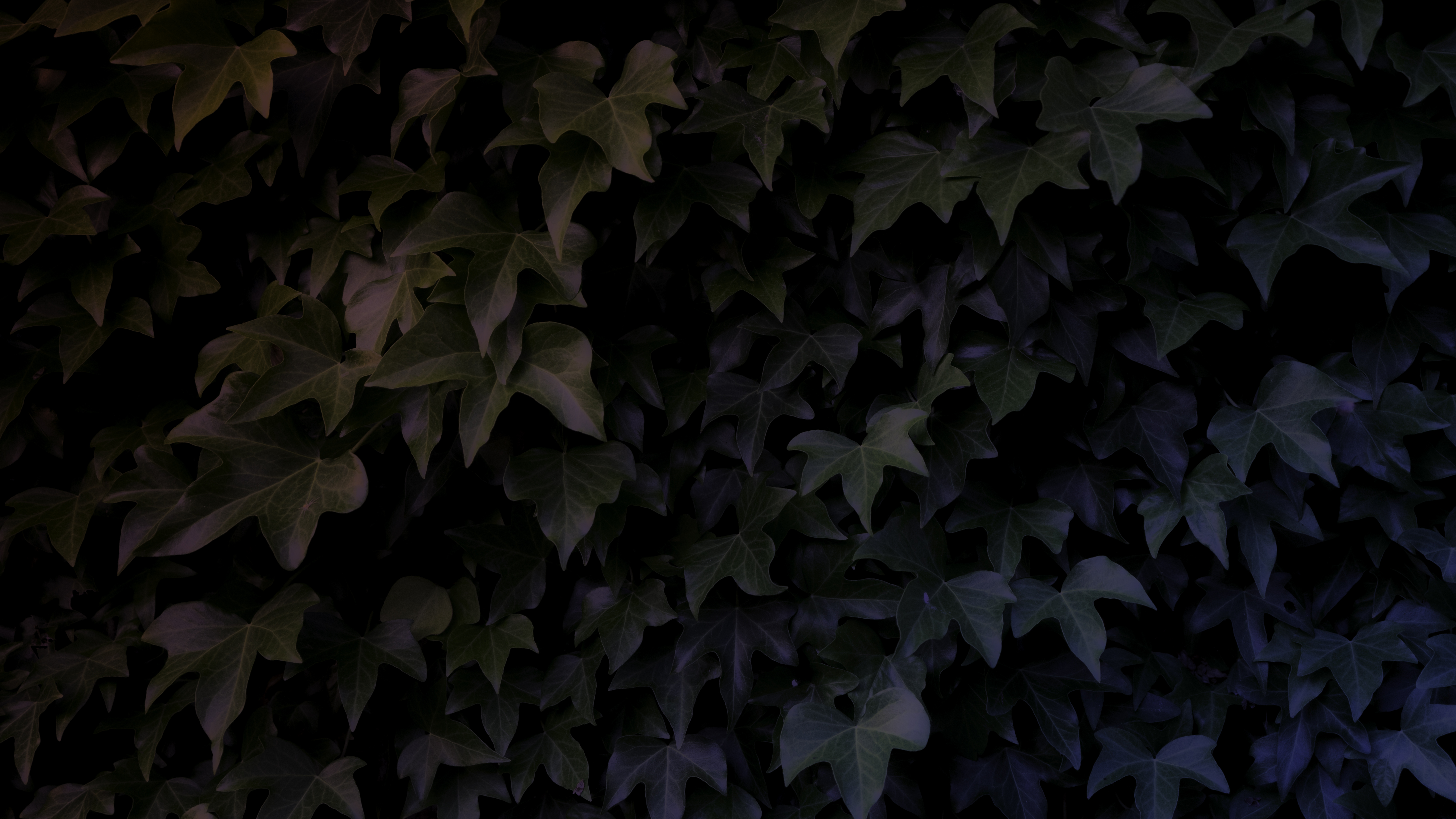 Темные листья обои