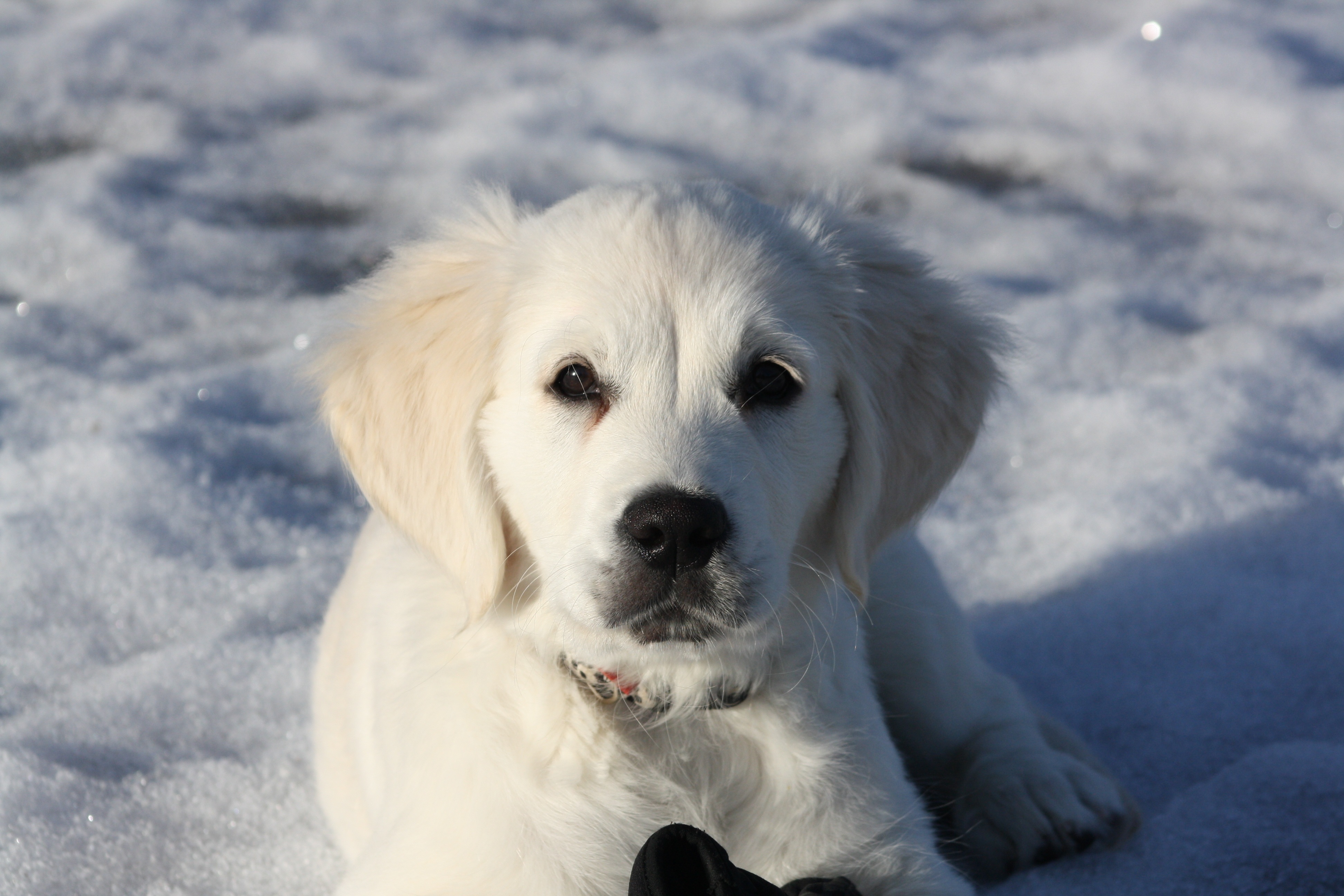 96806 免費下載壁紙 动物, 冬天, 雪, 白色, 白色的, 小狗, 金毛猎犬 屏保和圖片