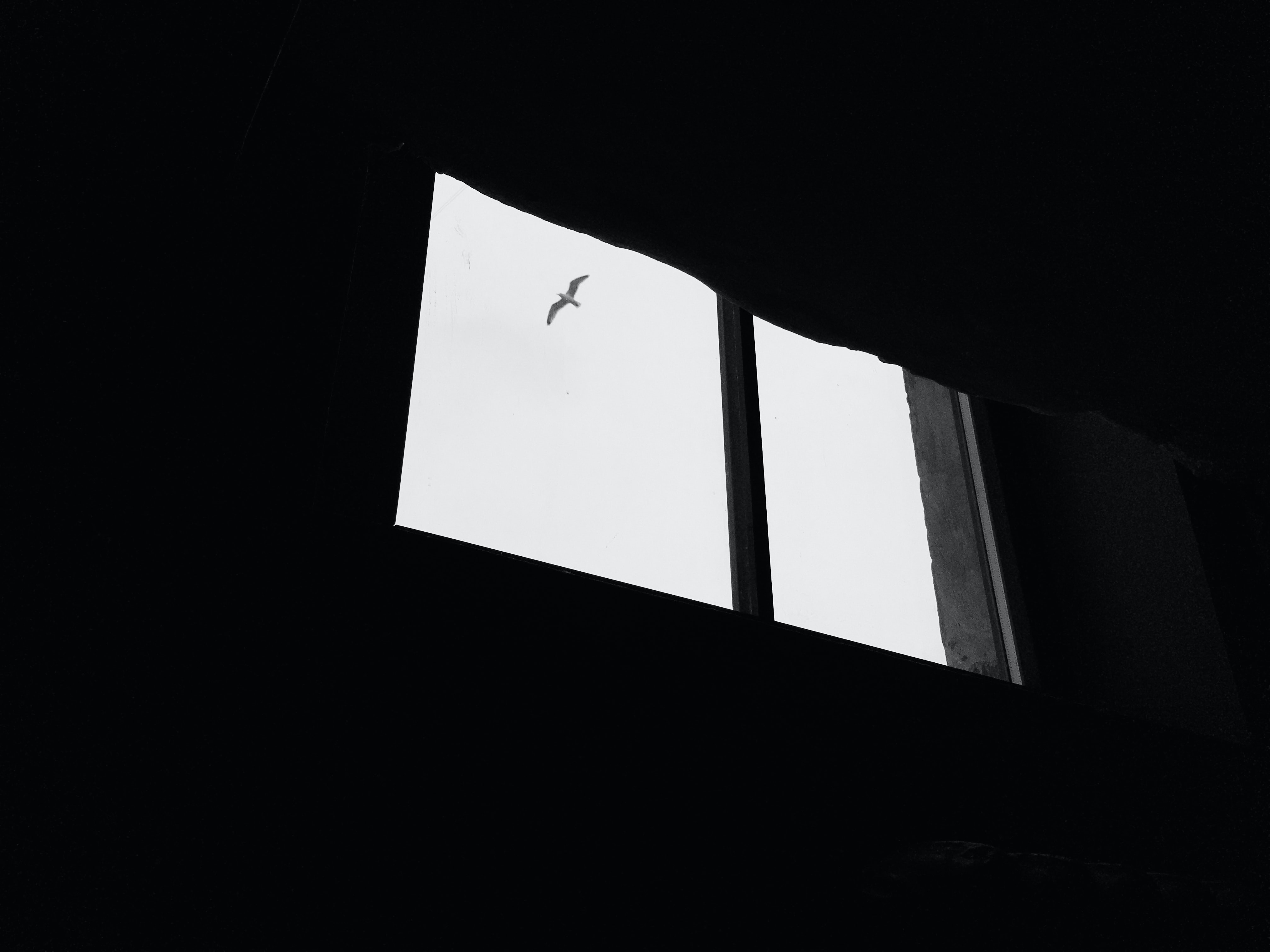 seagull, sky, miscellanea, miscellaneous, bird, window, gull 32K