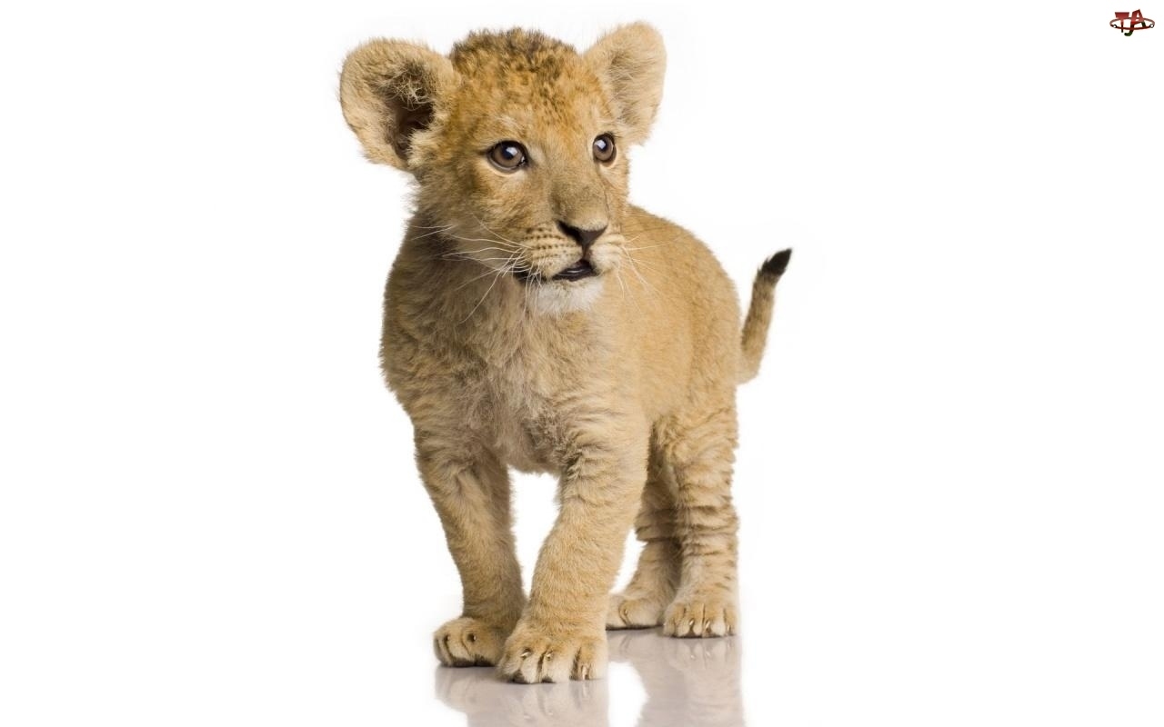 Handy-Wallpaper Lions, Tiere kostenlos herunterladen.