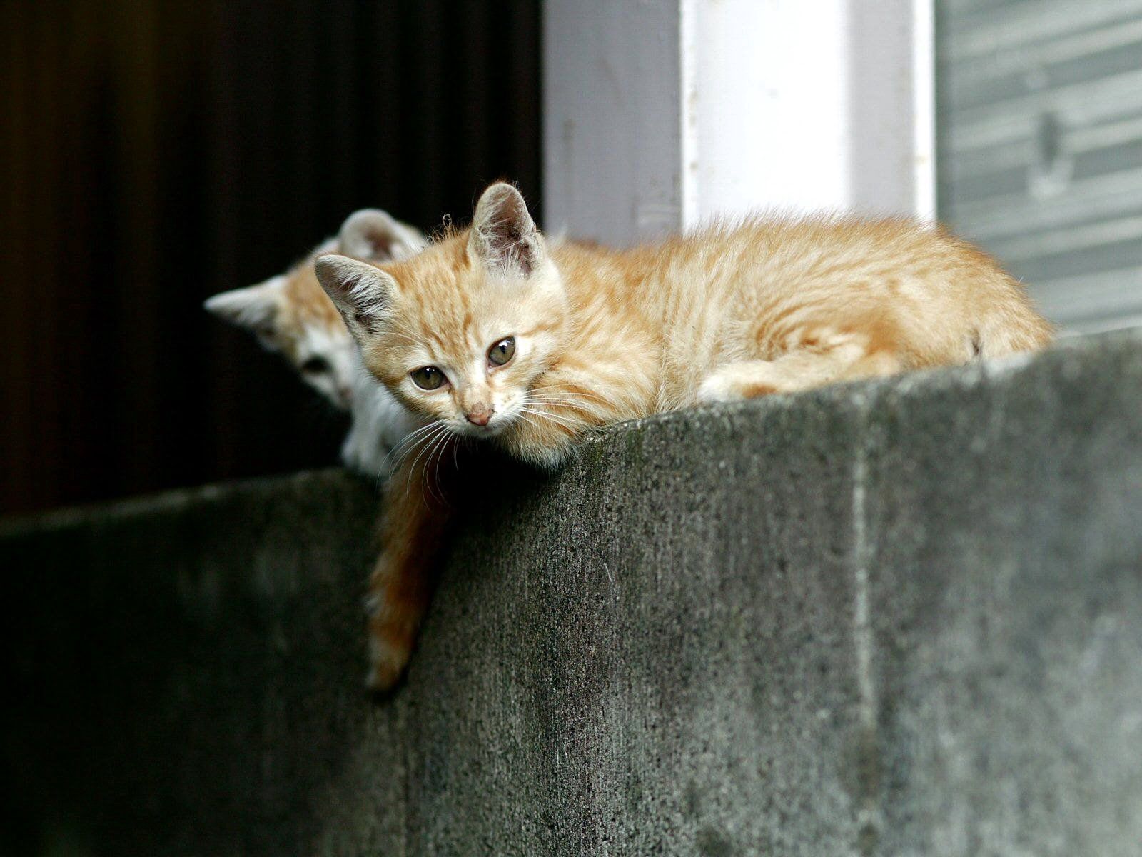 Download mobile wallpaper Lie, Animals, To Lie Down, Kitty, Kitten, Street for free.