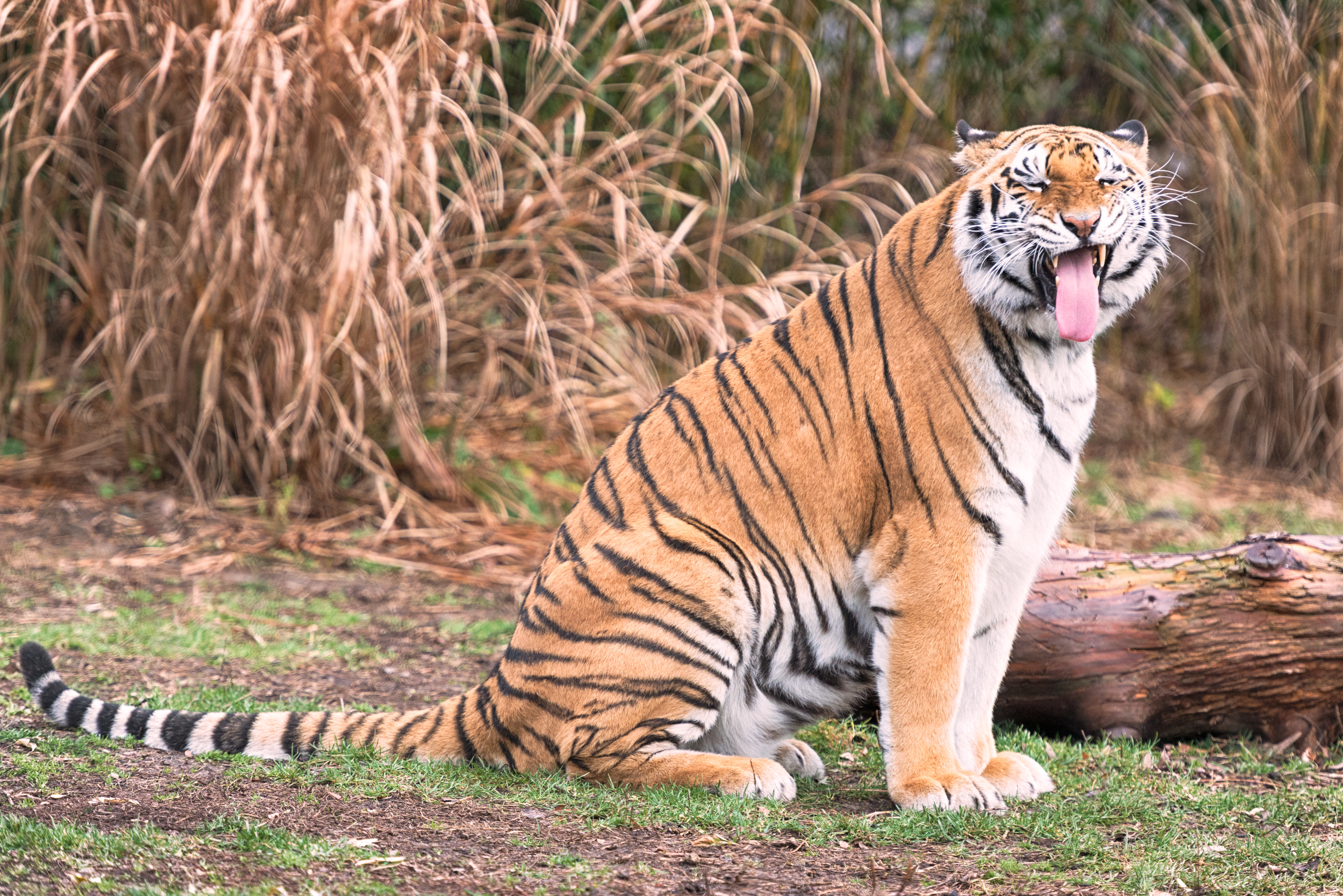 animals, grin, predator, big cat, tiger desktop HD wallpaper