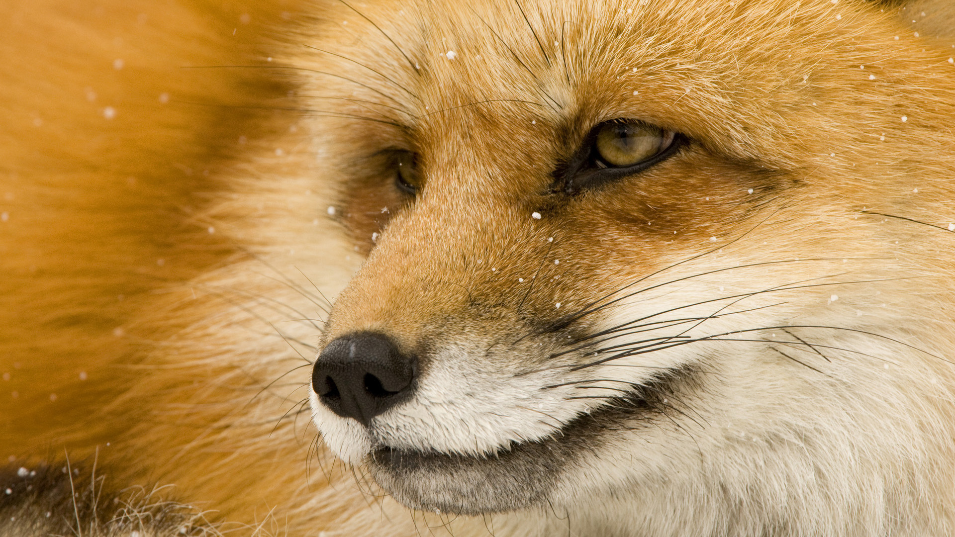 animal, fox, muzzle Full HD