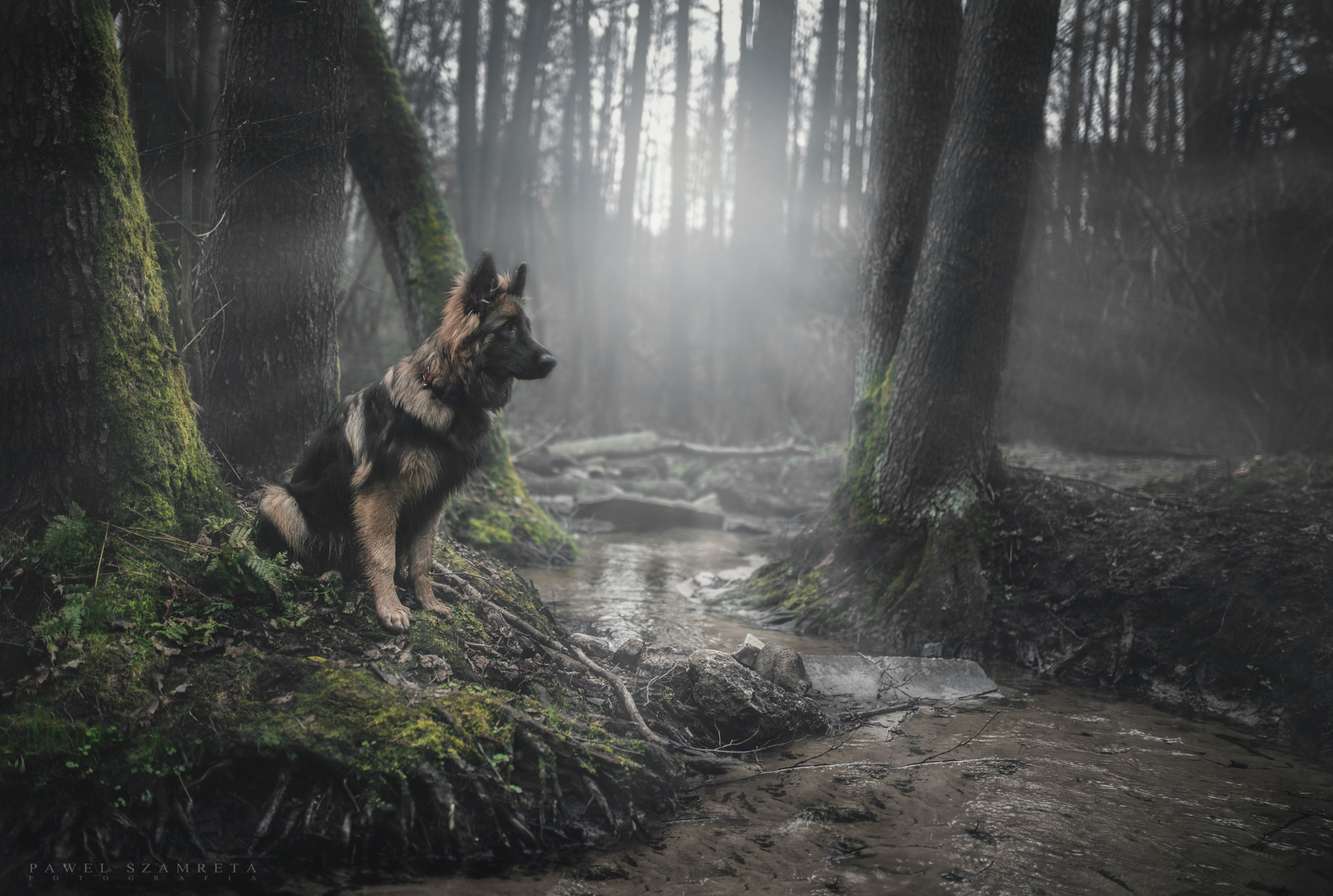 german shepherd, sunbeam, dogs, animal, dog, forest, stream