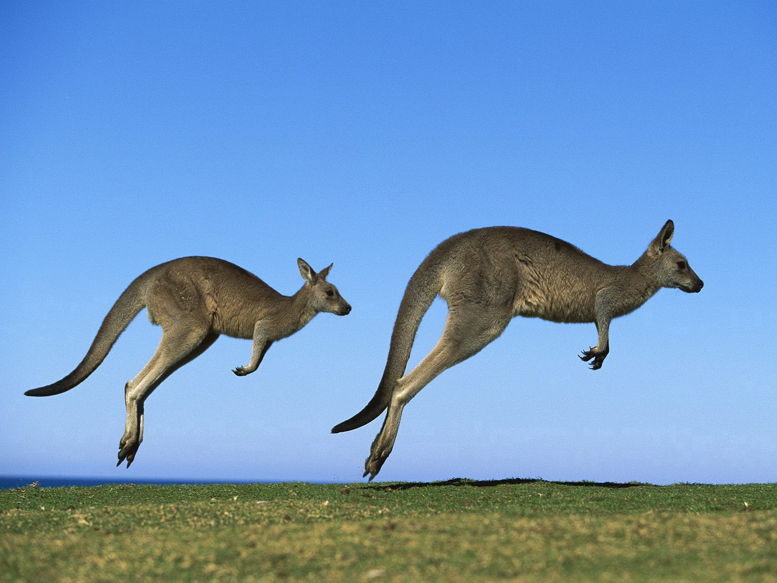 57256 Bild herunterladen prallen, tiere, grass, sky, kangaroo, paar, feld, springen - Hintergrundbilder und Bildschirmschoner kostenlos