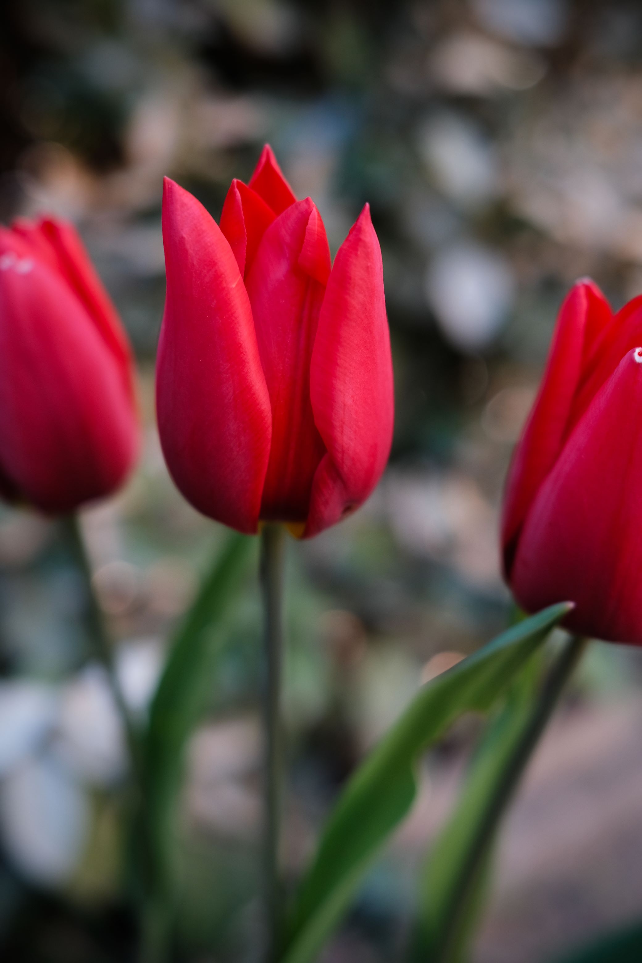 Скачать картинку Растение, Красный, Тюльпаны, Цветы в телефон бесплатно.