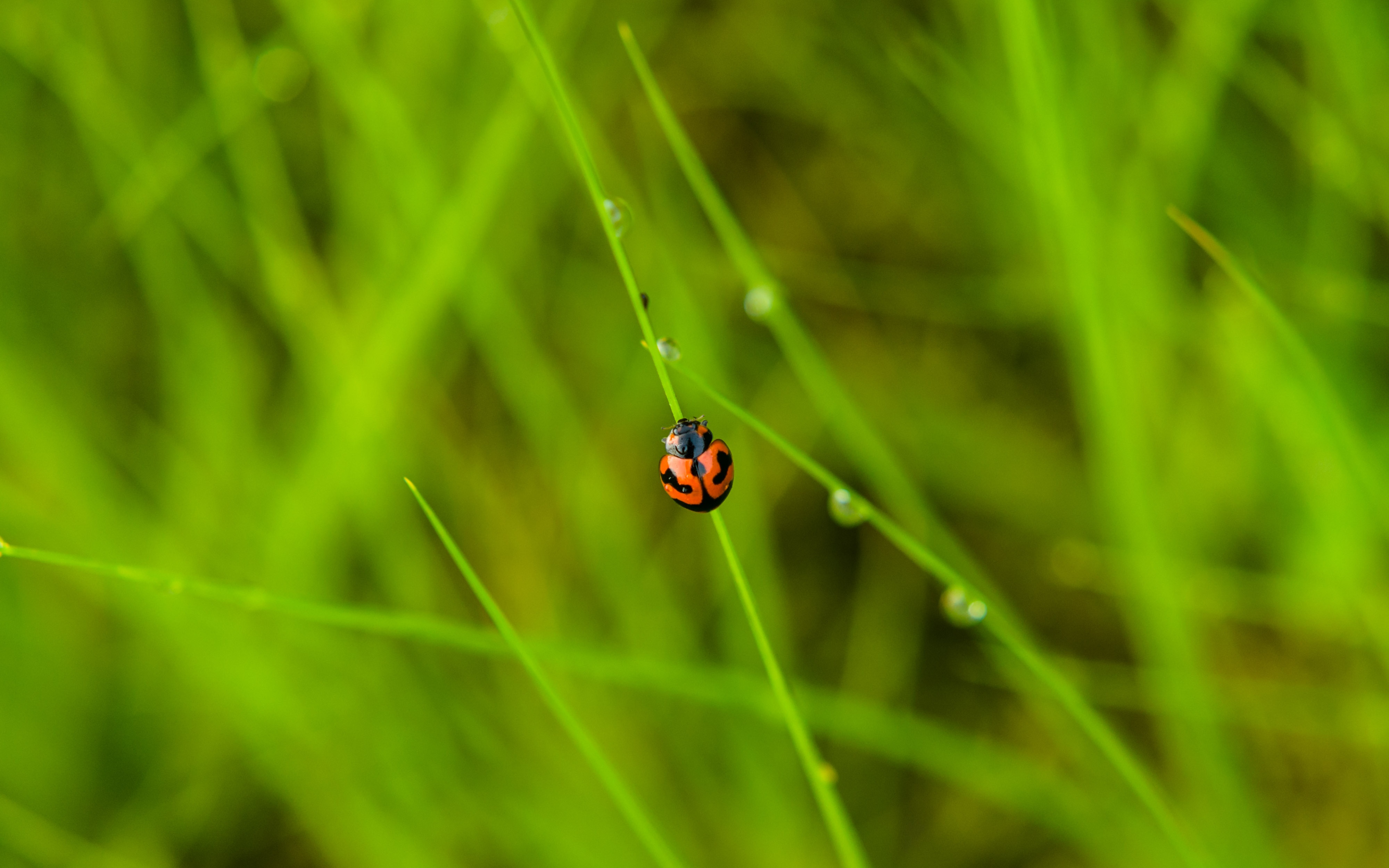 insect, grass, macro, ladybug, ladybird, dew 4K