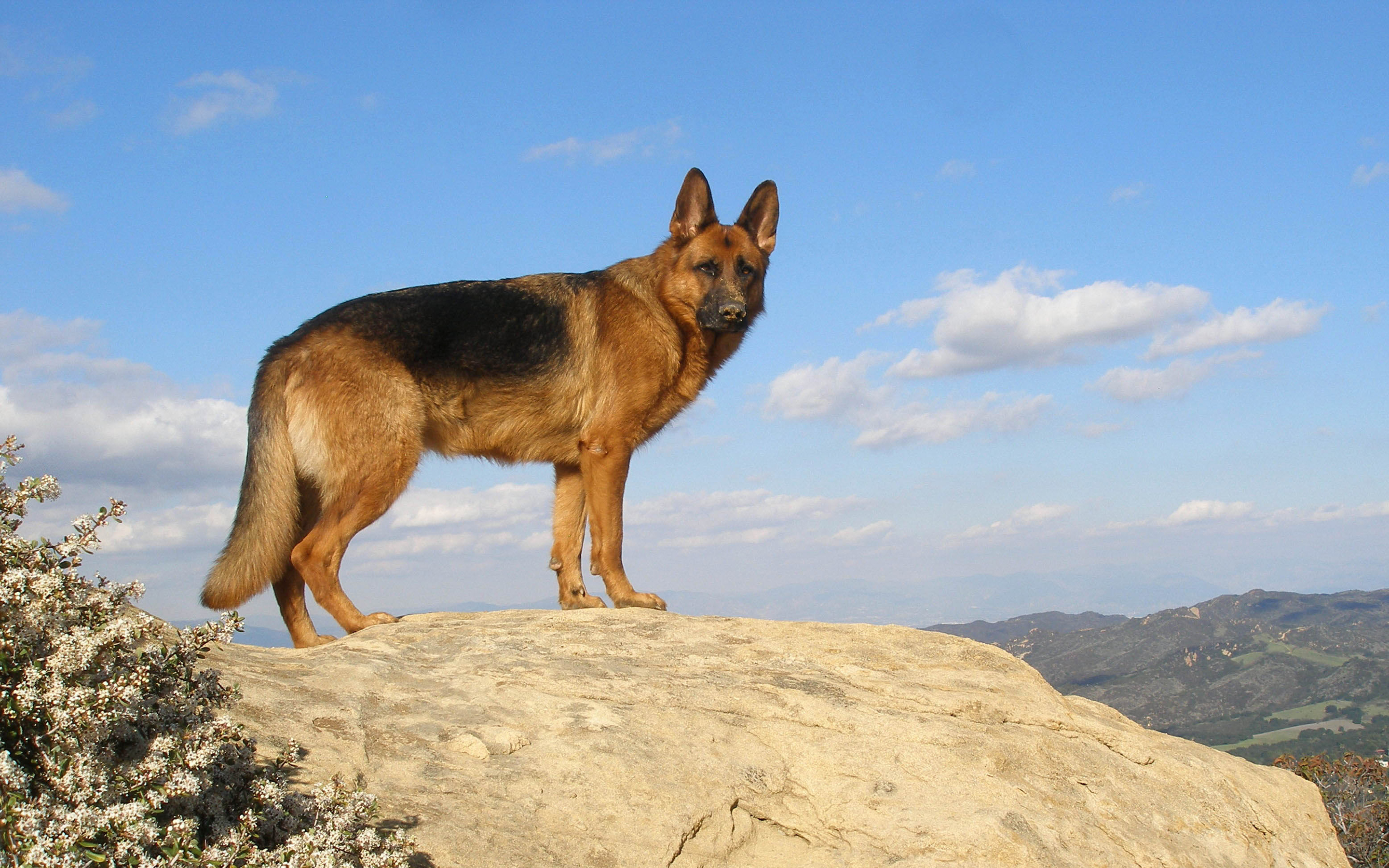 Download background animal, german shepherd, dogs