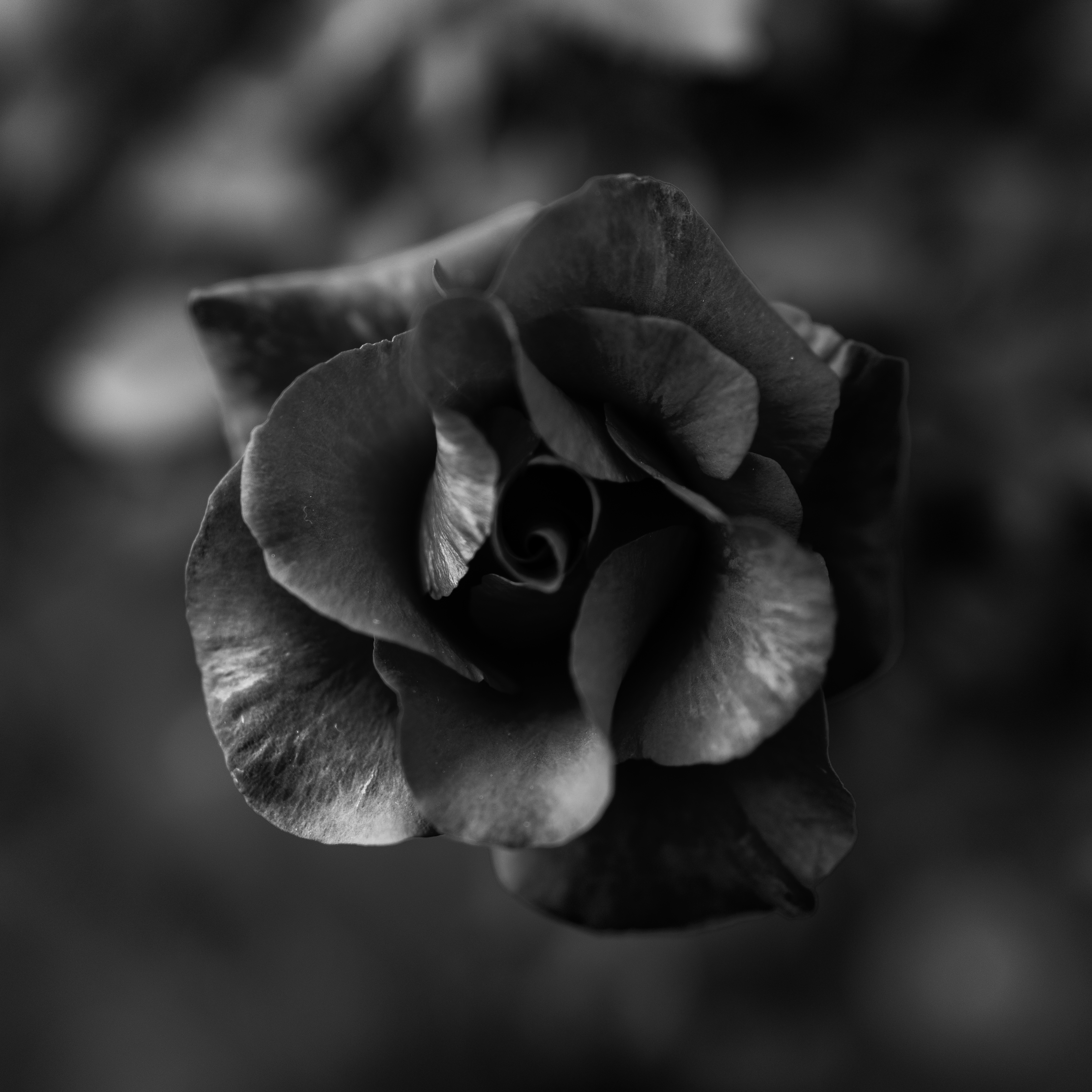 Download mobile wallpaper Chb, Flowers, Macro, Close Up, Flower, Rose, Bw, Rose Flower for free.