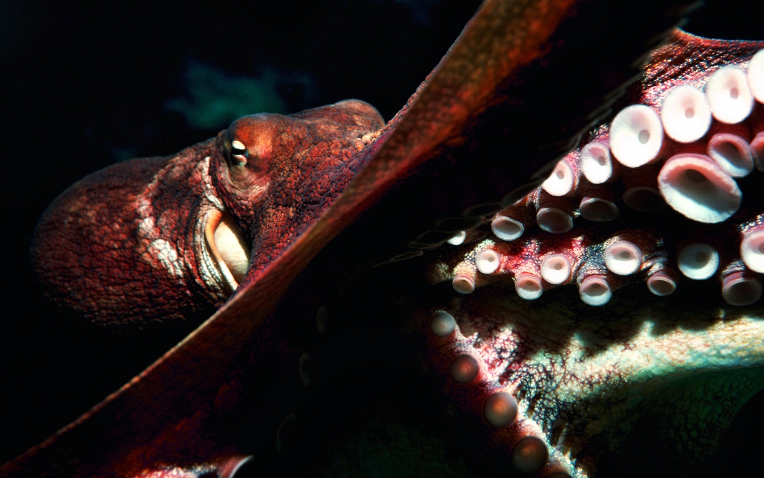  Octopus HD Android Wallpapers