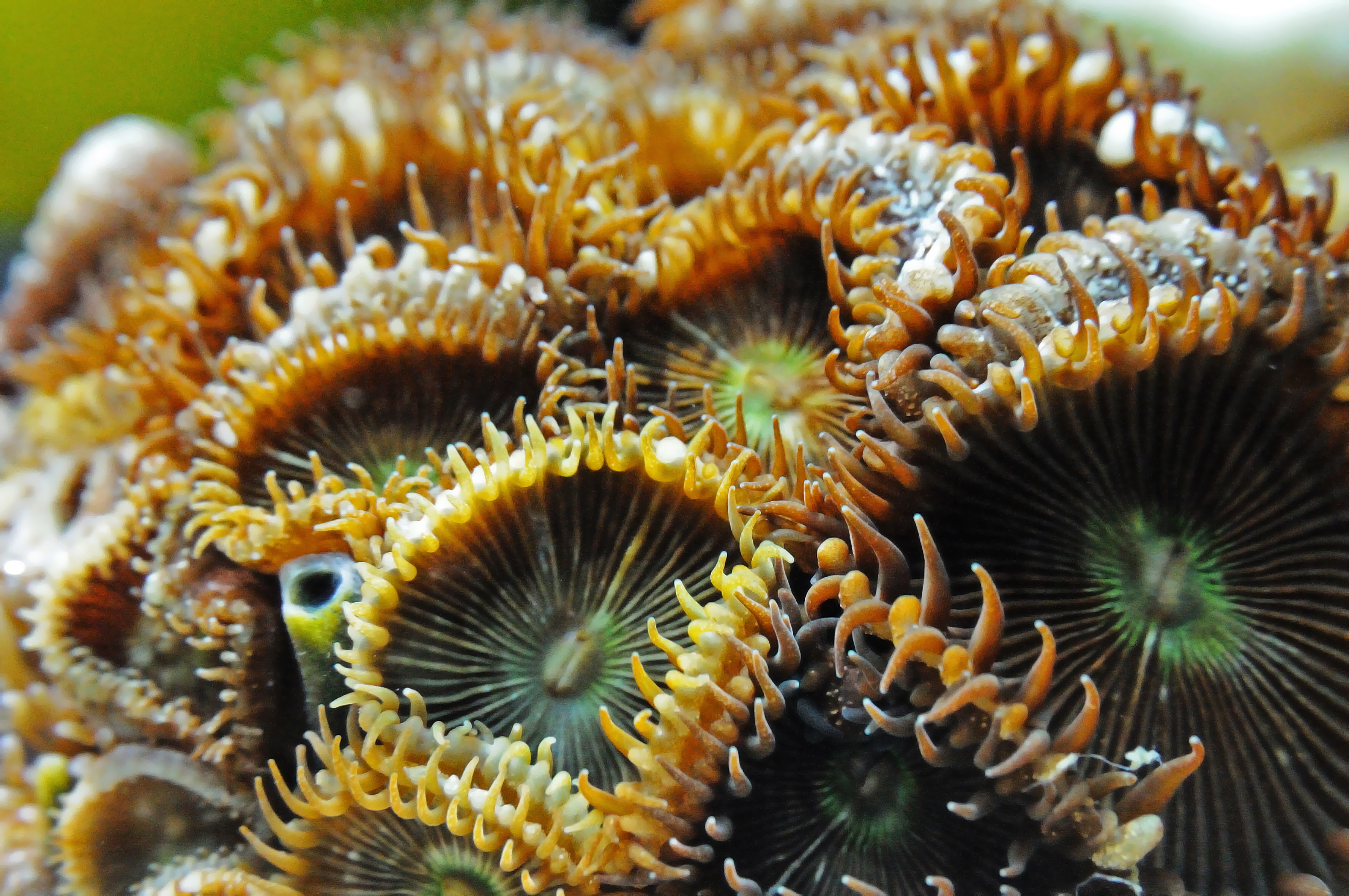 macro, close up, exotic, sea anemone