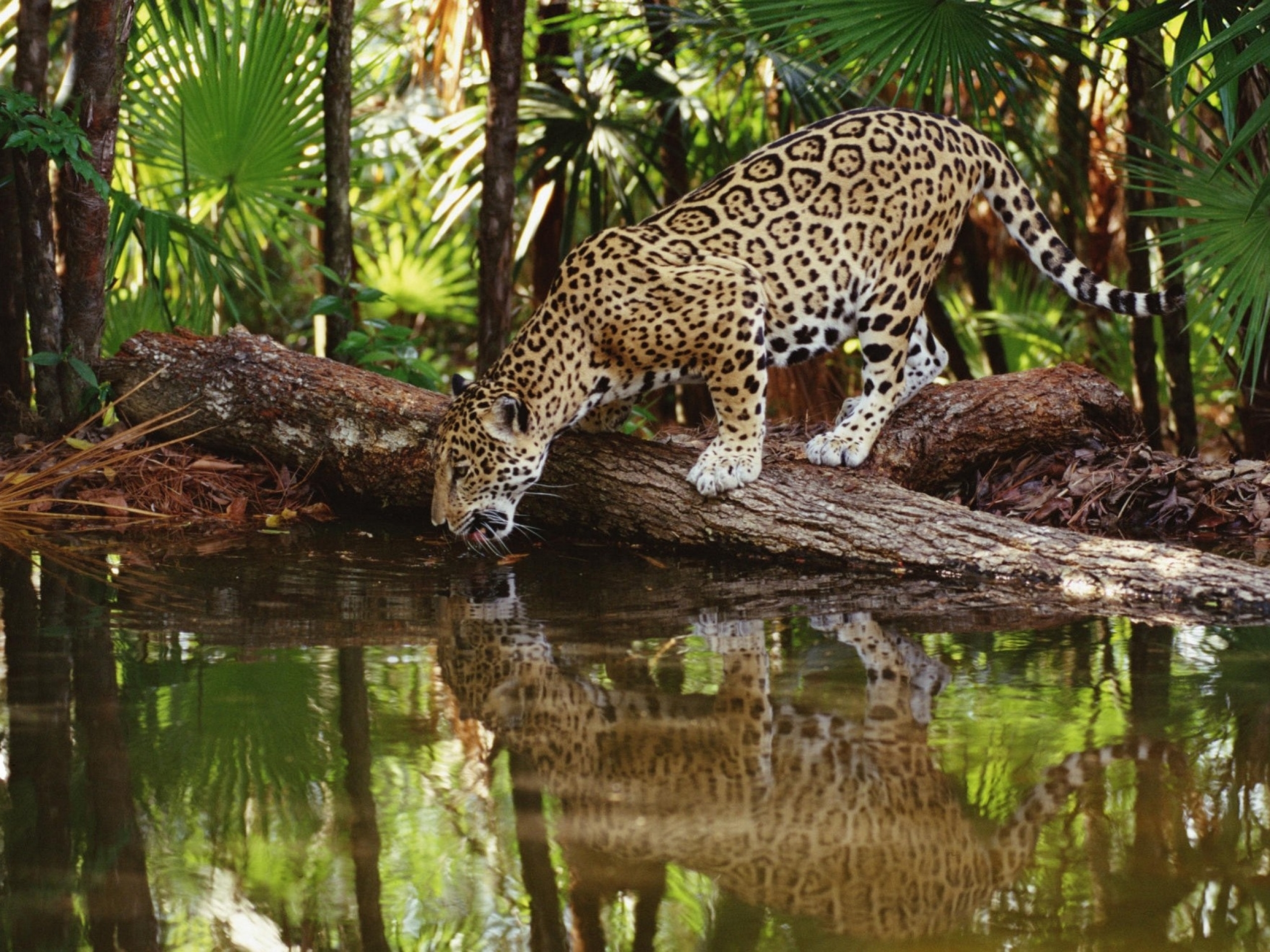 312916 Hintergrundbild herunterladen tiere, jaguar, katzen - Bildschirmschoner und Bilder kostenlos