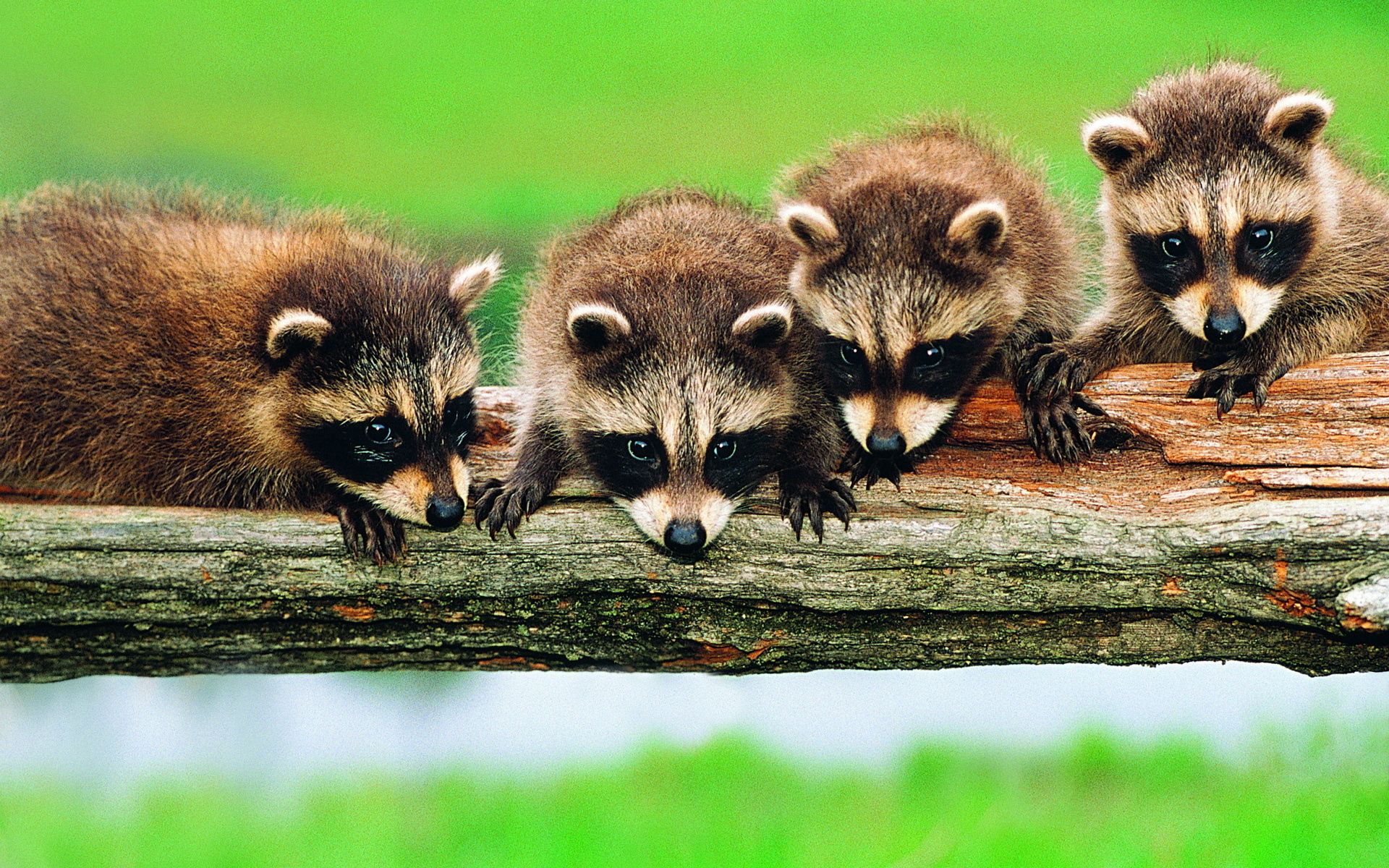animals, raccoons, wood, forest, tree, branch, family