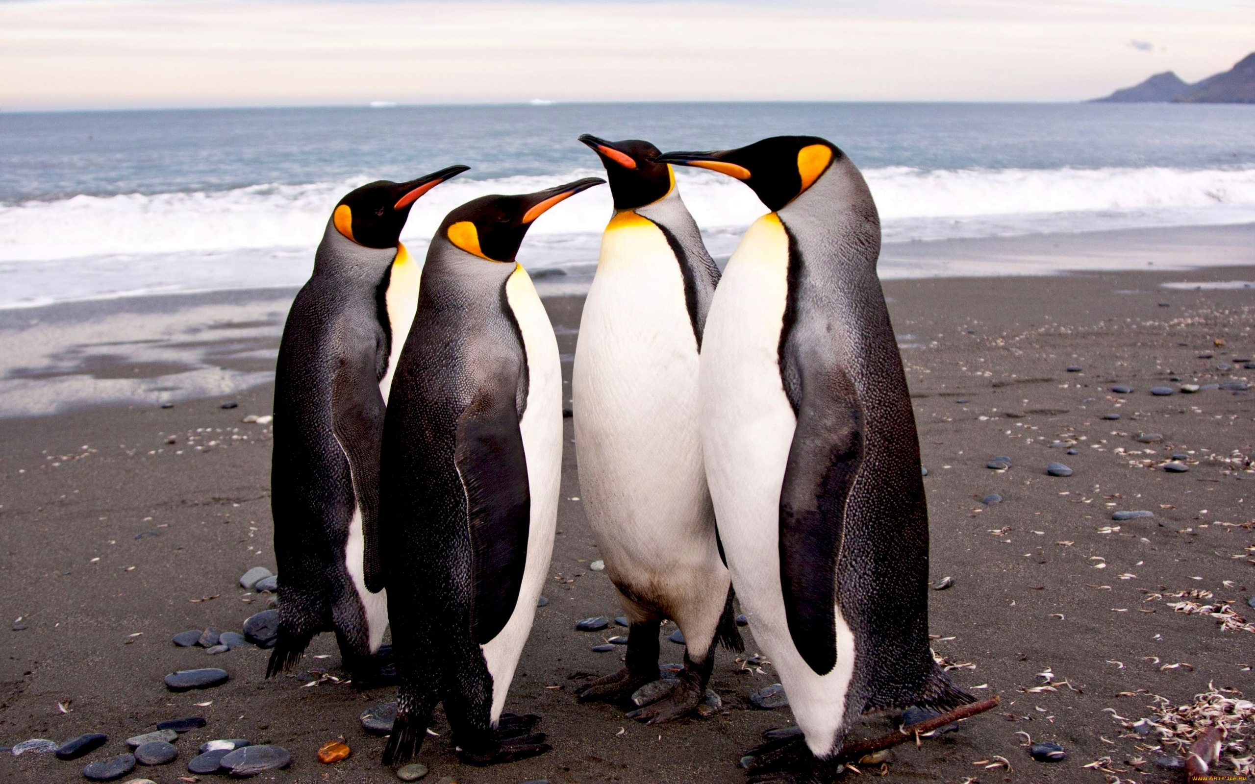 48051 Bild herunterladen tiere, vögel, pinguins - Hintergrundbilder und Bildschirmschoner kostenlos