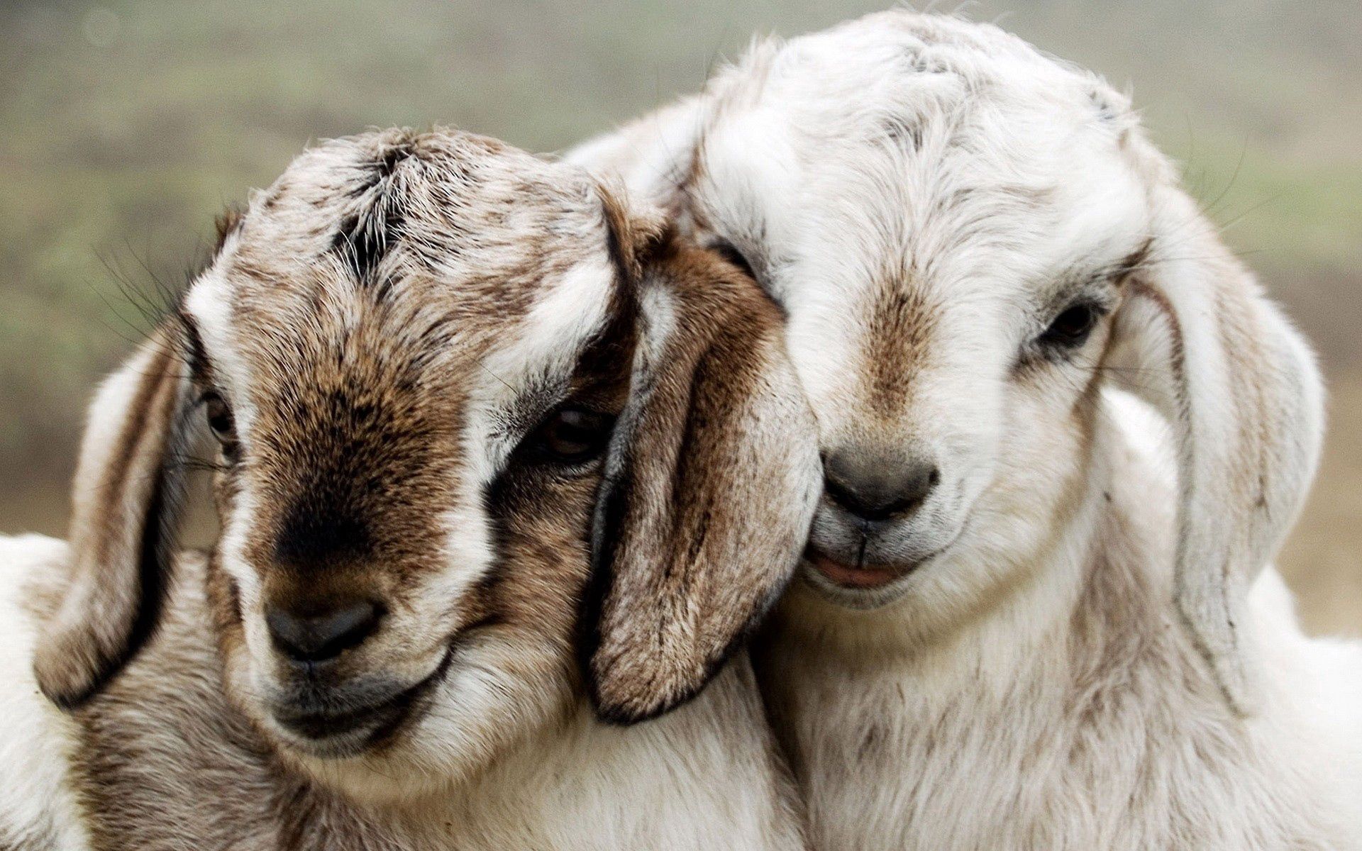 Download mobile wallpaper Lambs, Beautiful, Sheep, Animals, Pair, Couple for free.