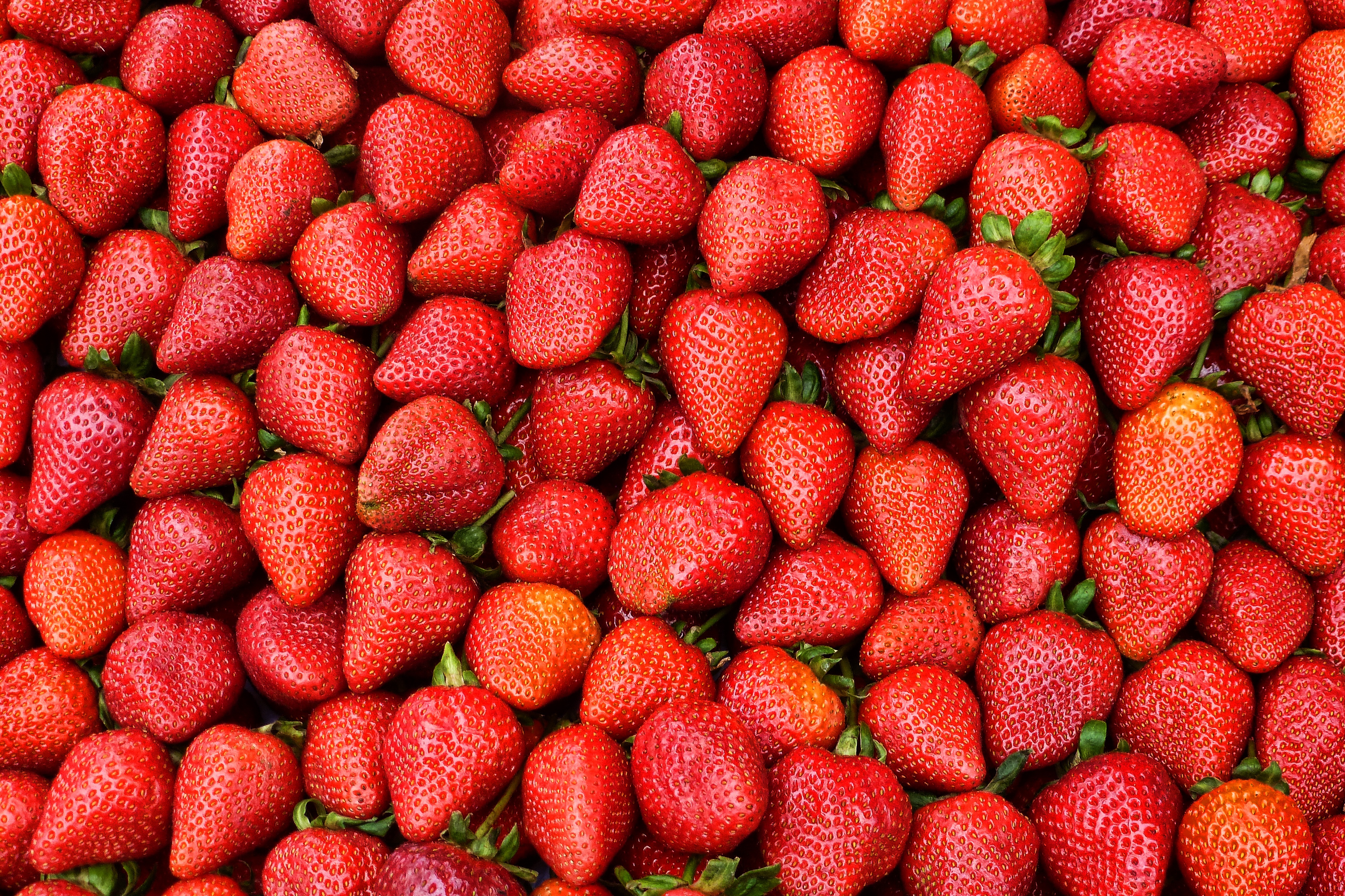 strawberry, ripe, food, red, berry, harvest