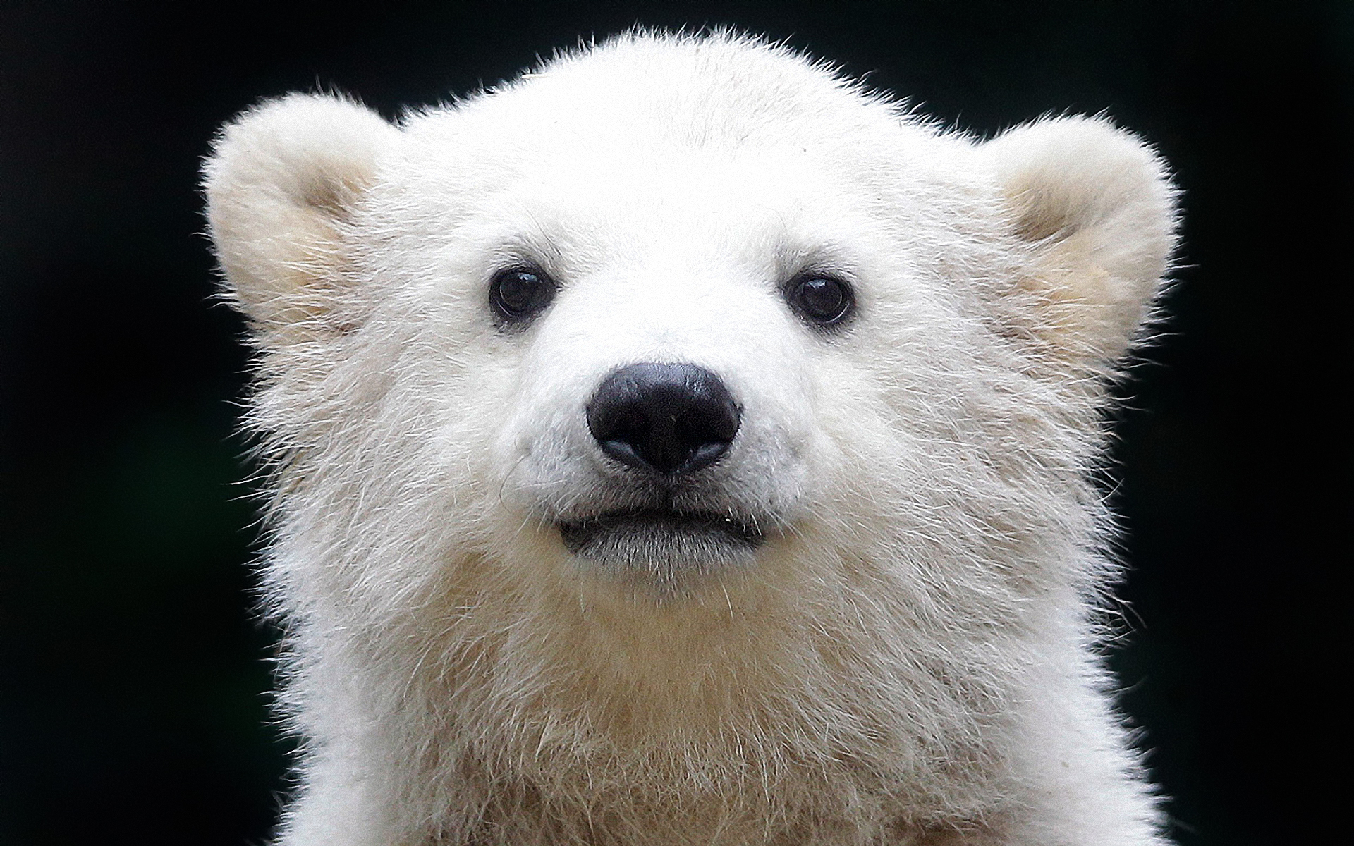263613 télécharger le fond d'écran ours, animaux, ours polair - économiseurs d'écran et images gratuitement
