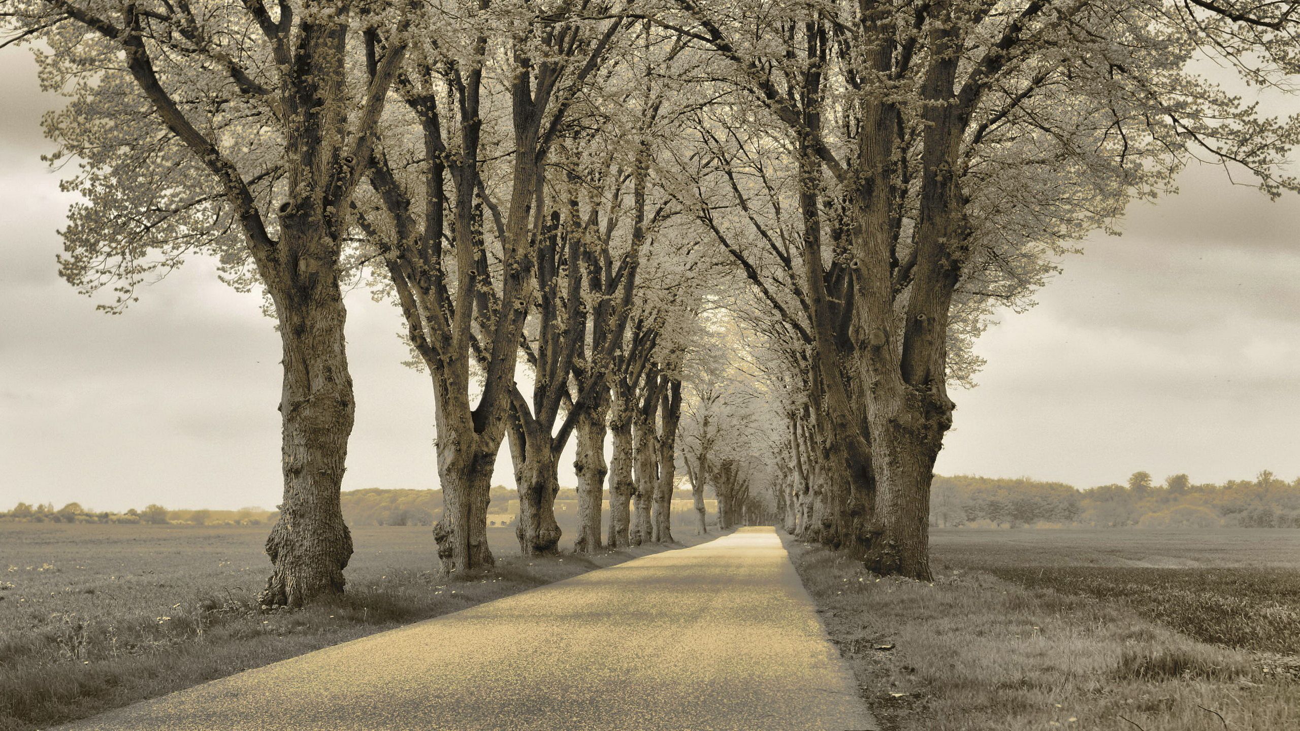 Download mobile wallpaper Trees, Track, Nature, Asphalt for free.