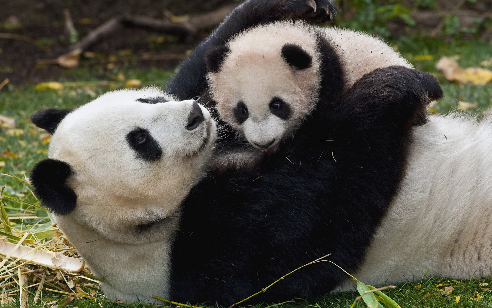 566473 baixar imagens animais, panda, animal bebê, jogando - papéis de parede e protetores de tela gratuitamente