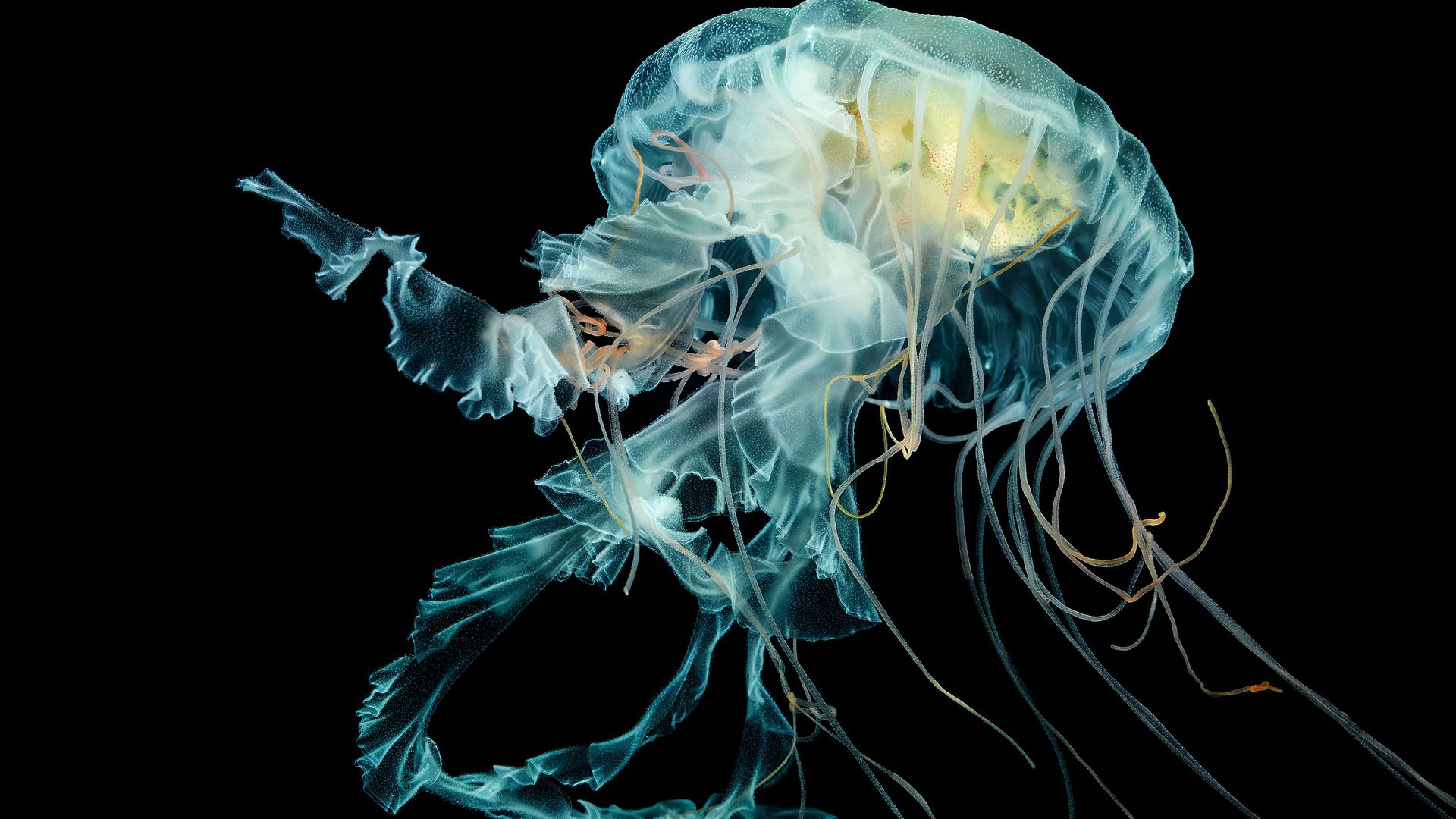 1080p Wallpaper  Jellyfish