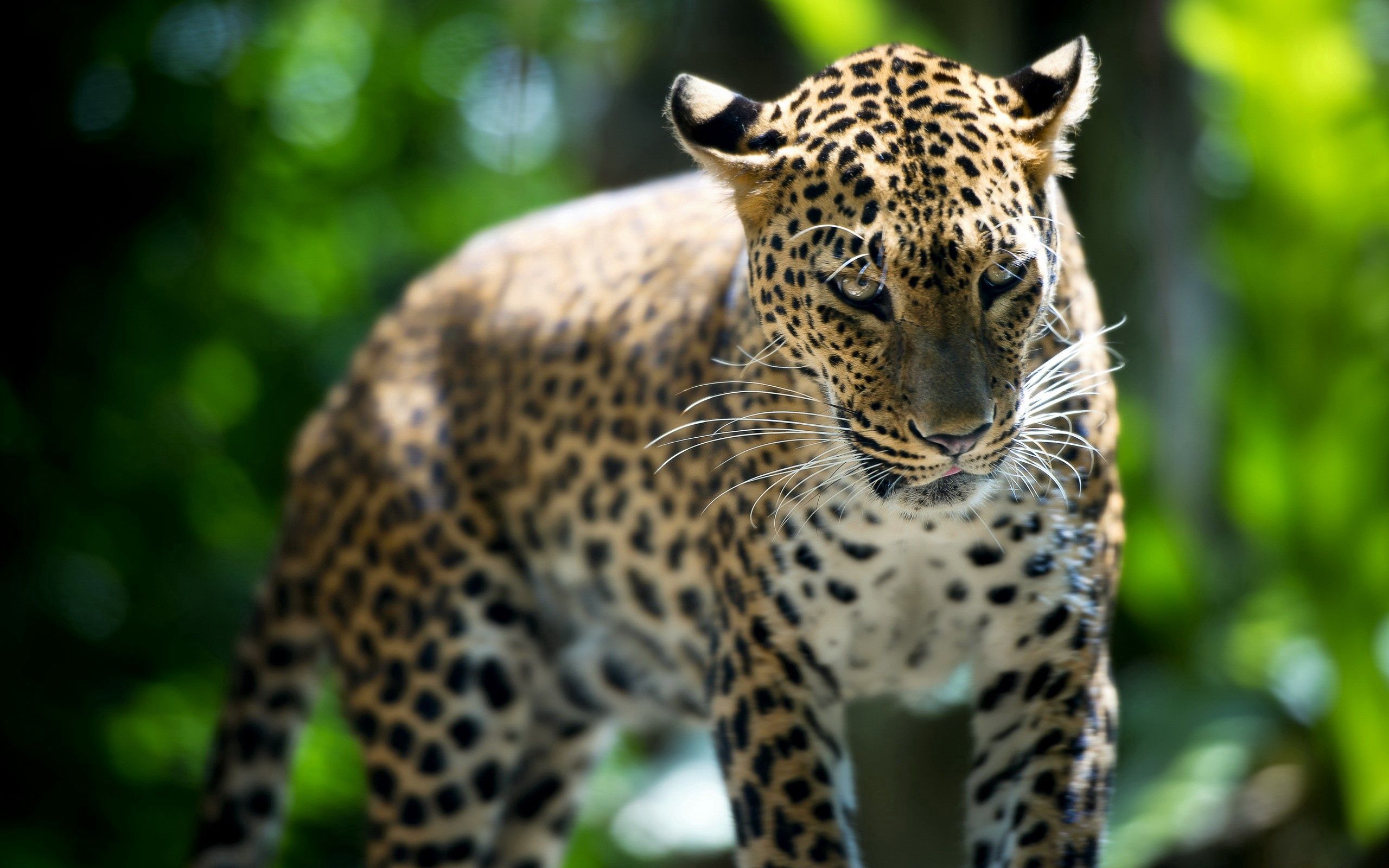 Baixar papel de parede para celular de Animais, Leopardo, Passeio, Passear, Predador, Predator gratuito.