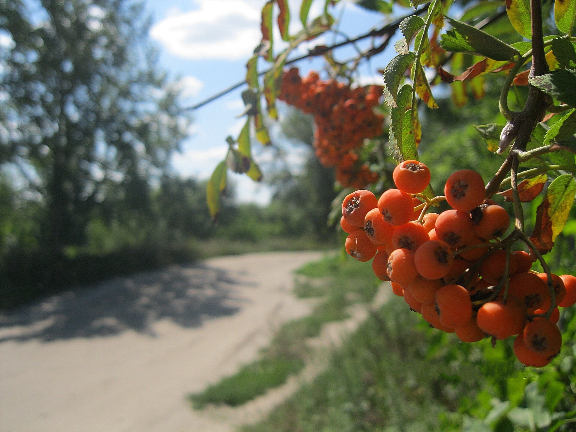 nature, summer, berry, bunch, rowan wallpapers for tablet
