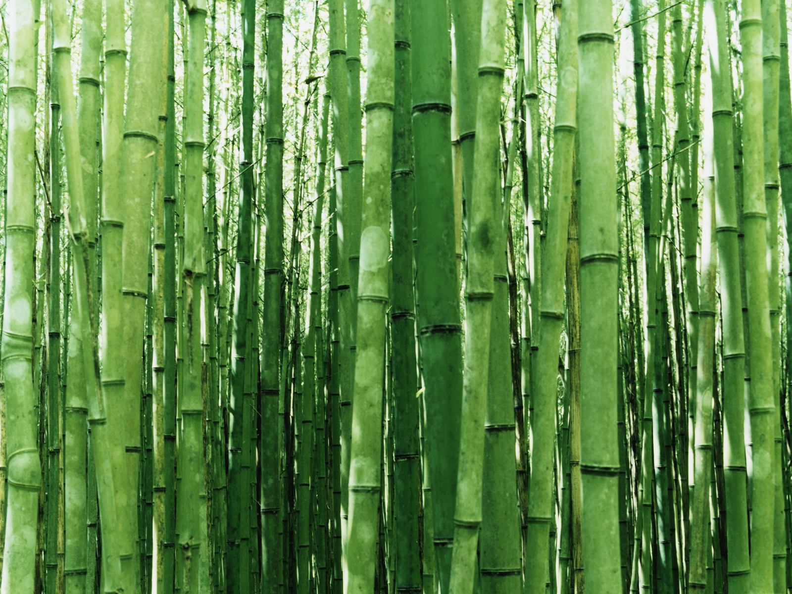 bamboo, earth