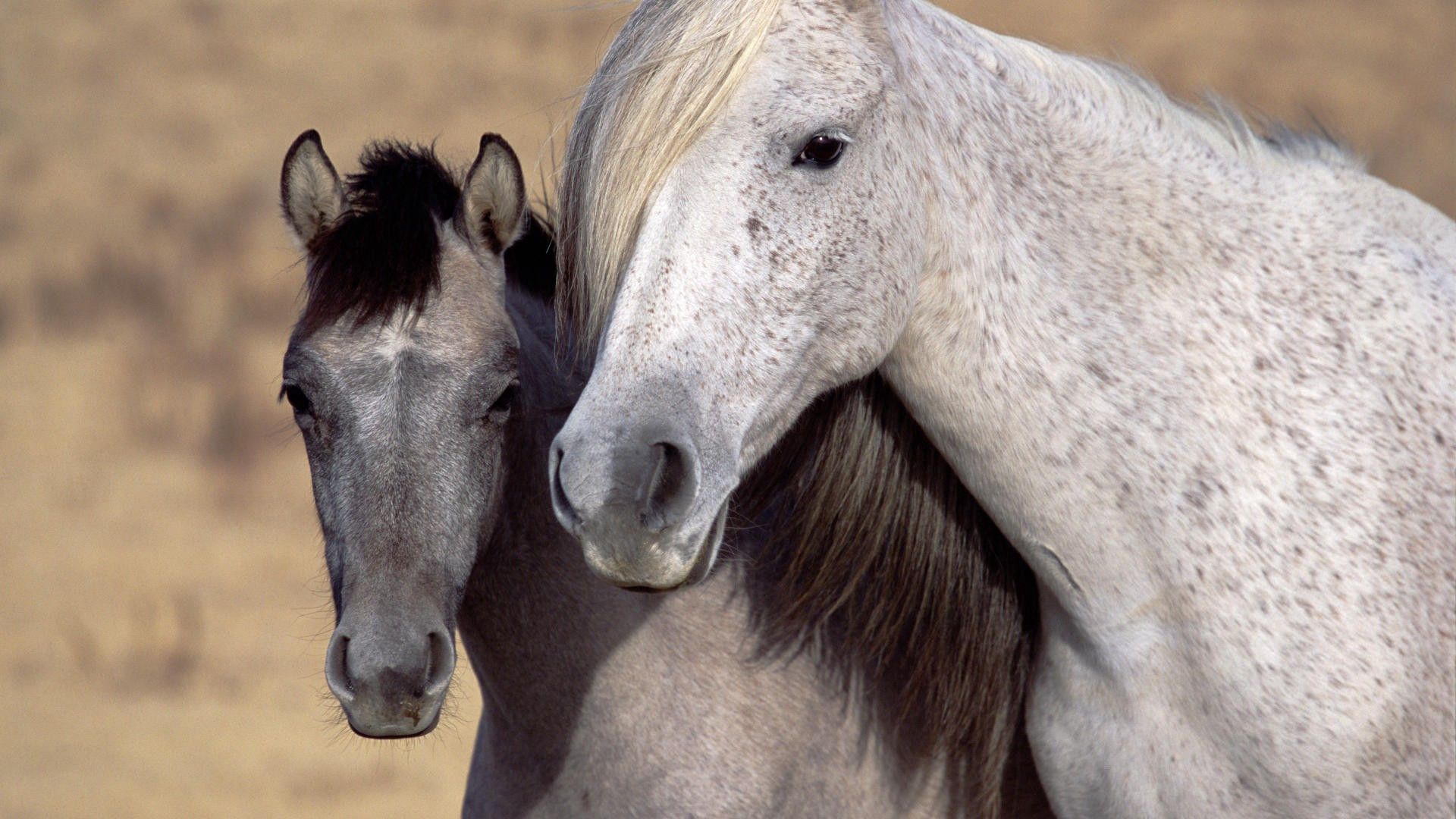 horses, animals, couple, pair, muzzle, mane