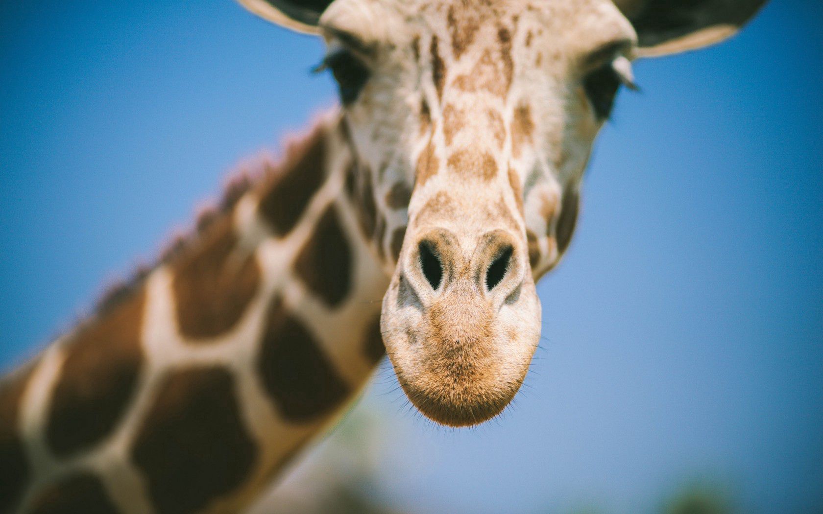Download mobile wallpaper Opinion, Muzzle, Sight, Nose, Smooth, Animals, Giraffe, Blur for free.
