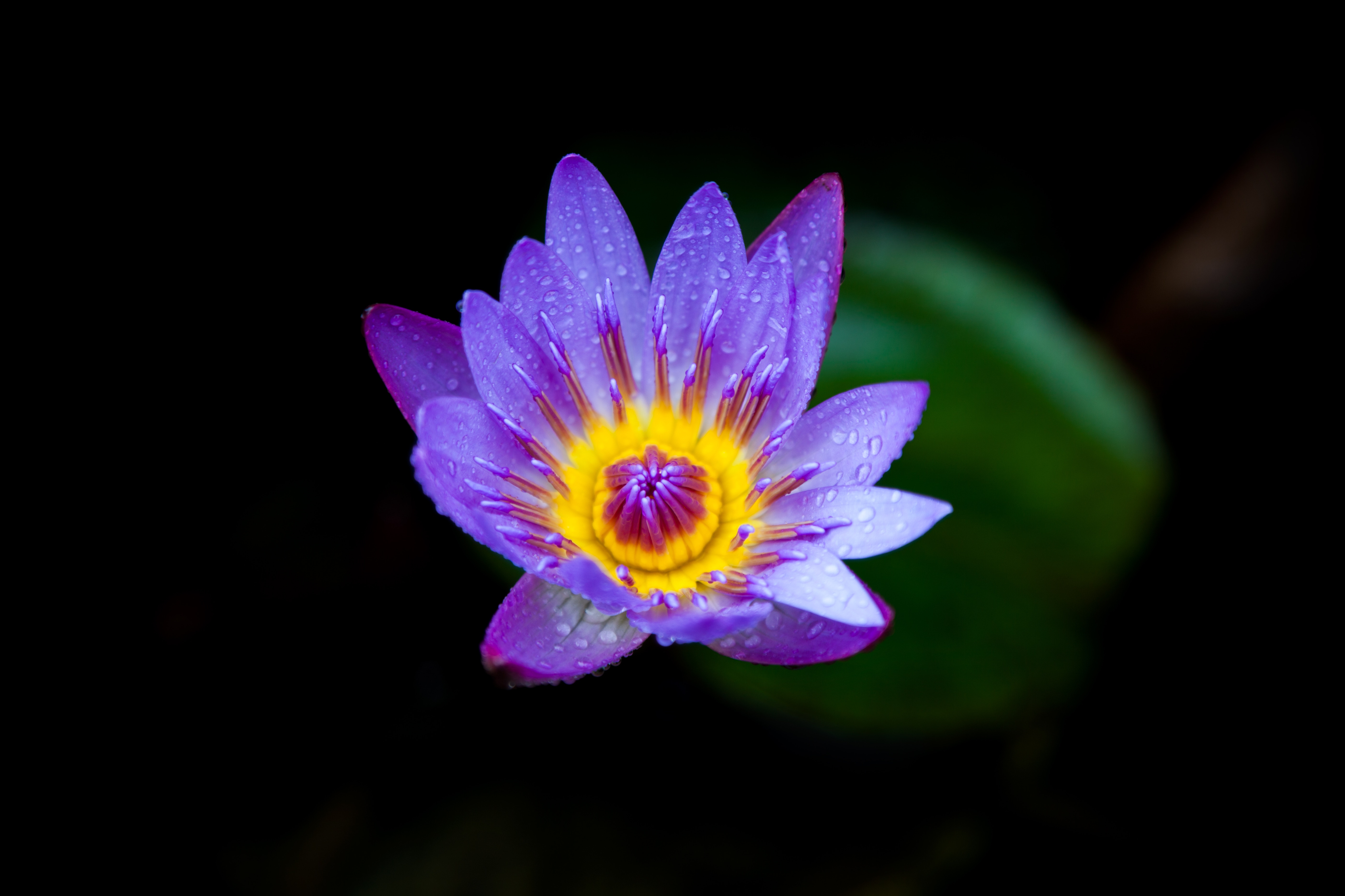 Laden Sie das Blühen, Lila, Seerose, Blühenden, Drops, Blumen-Bild kostenlos auf Ihren PC-Desktop herunter