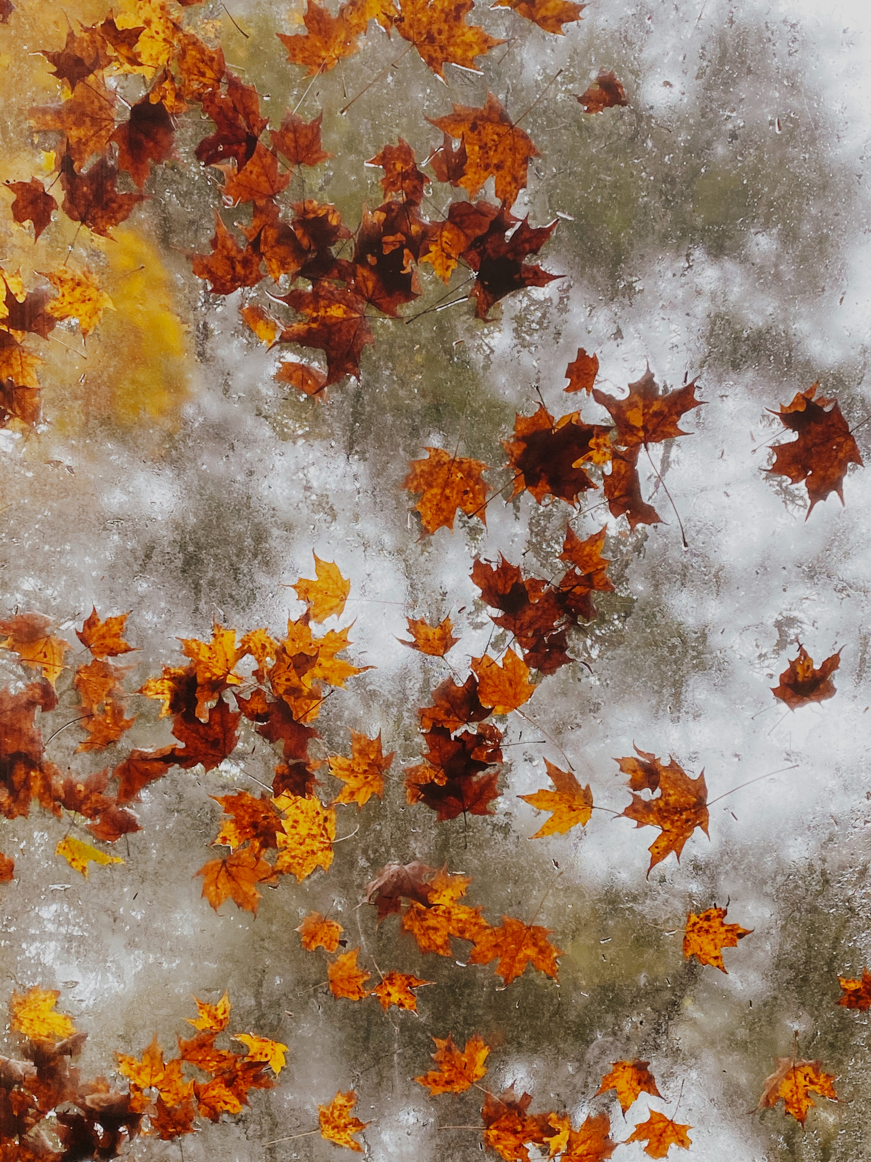 Скачать картинку Клен, Природа, Лед, Осень, Листья в телефон бесплатно.