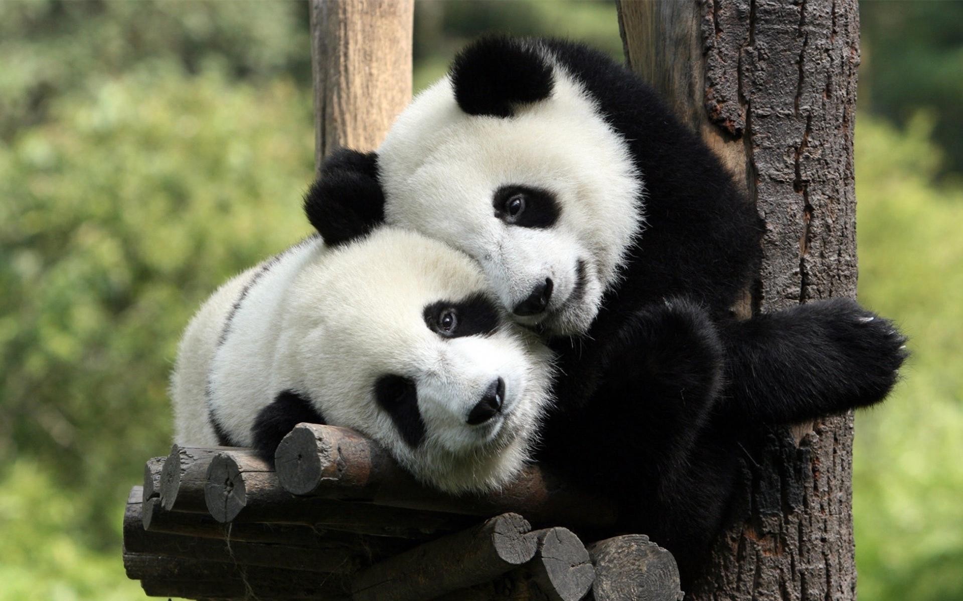 pandas, animals Full HD