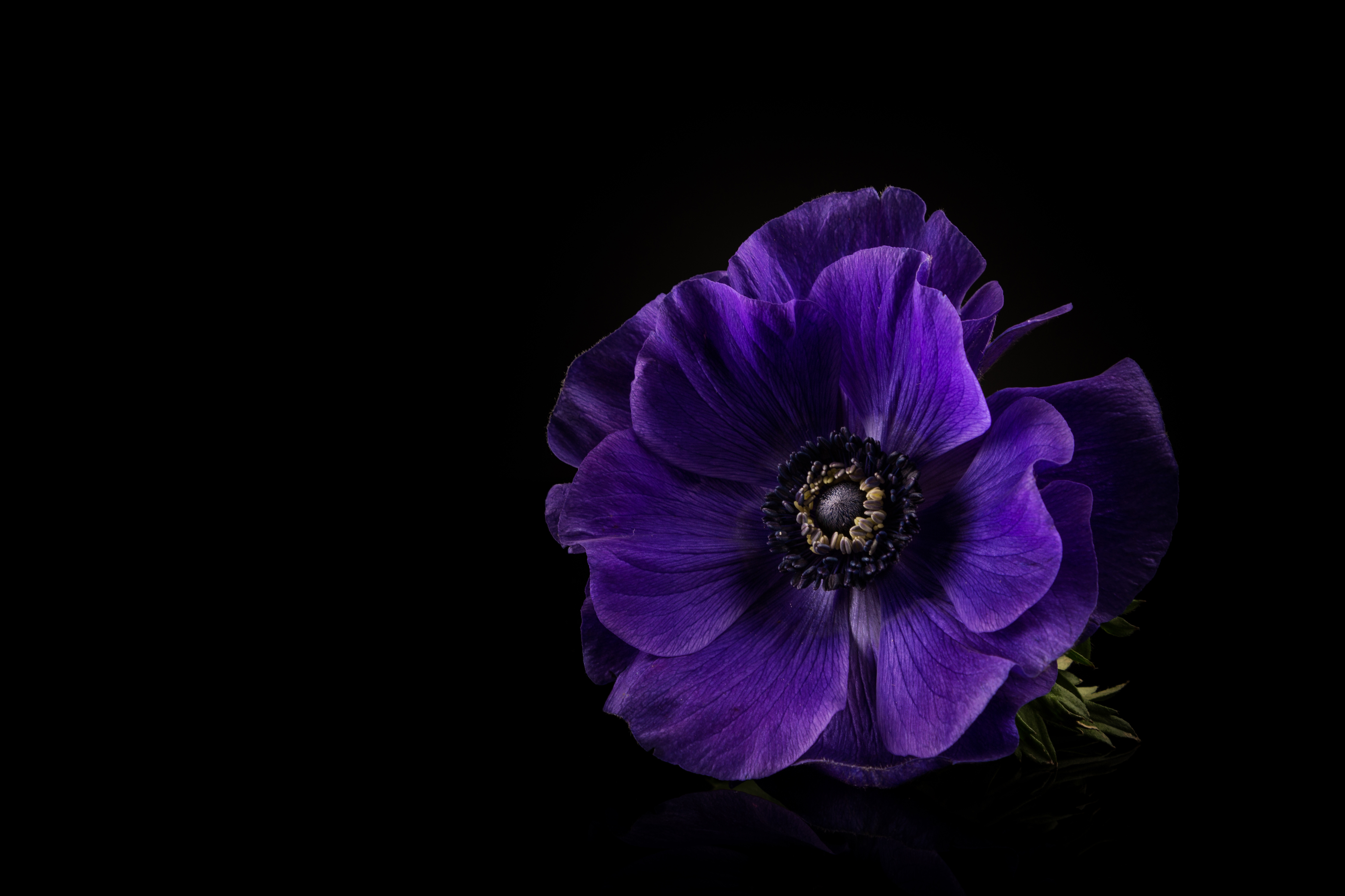 475229 завантажити шпалери фіолетова квітка, земля, анемона, квітка, флауерзи - заставки і картинки безкоштовно