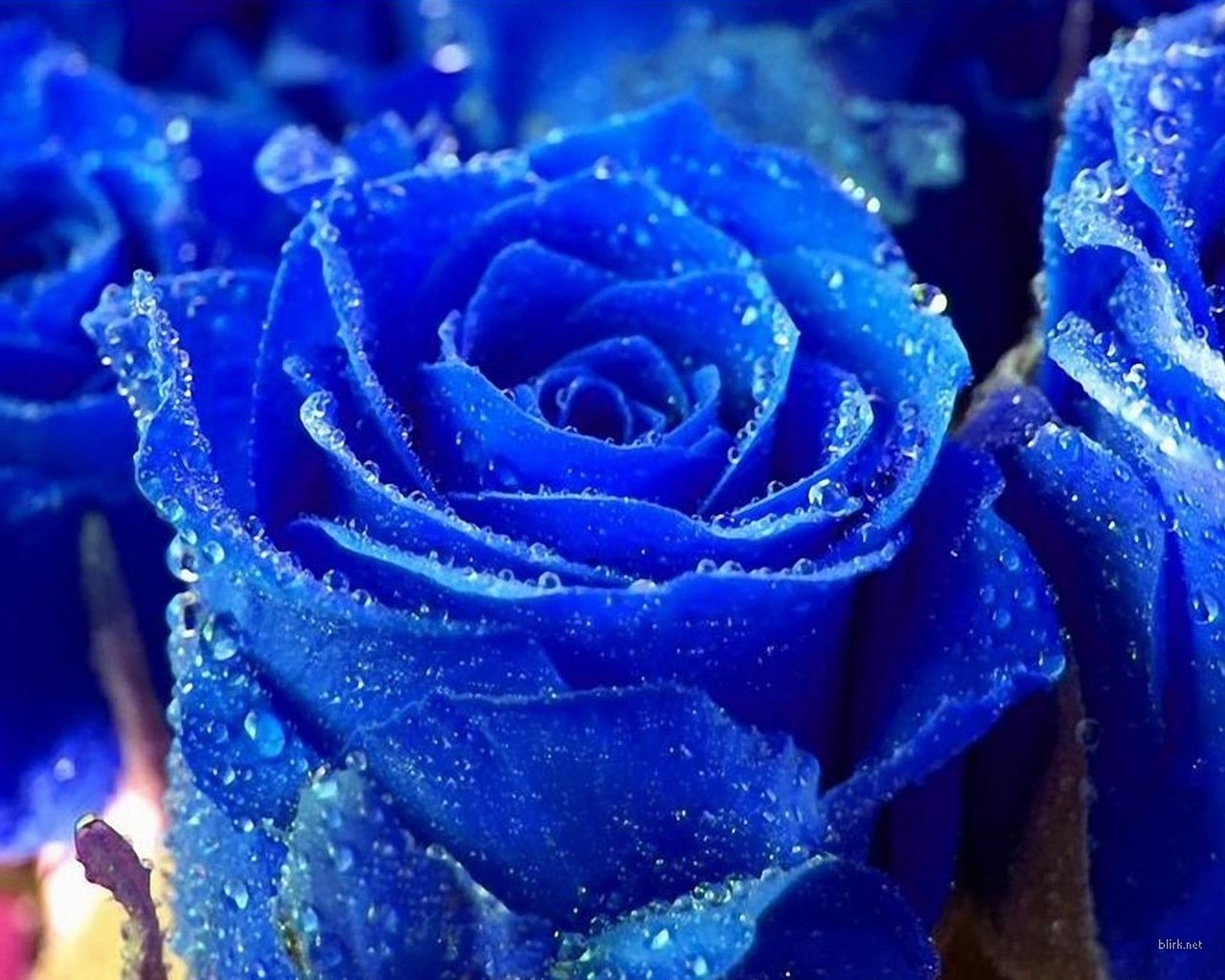 9752 baixar papel de parede flores, azul, rosas, plantas, drops - protetores de tela e imagens gratuitamente