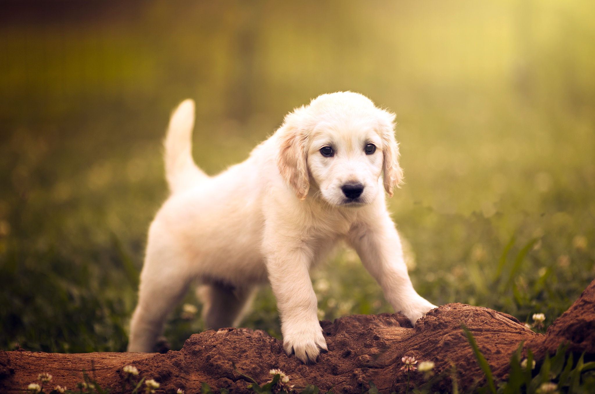 Golden Labrador Puppy