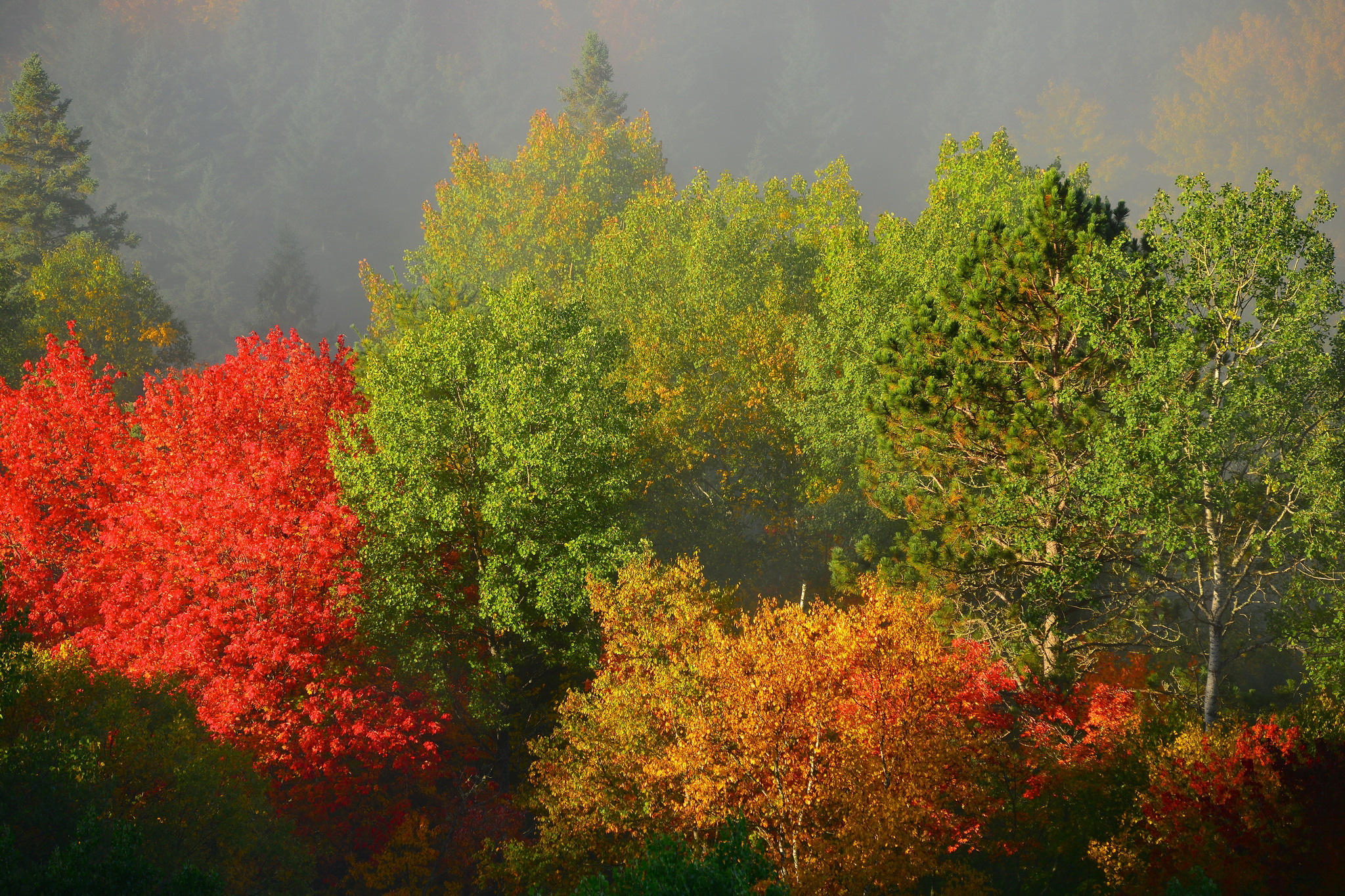 無料モバイル壁紙霧, 木の葉, 葉, 木, 自然, 秋をダウンロードします。