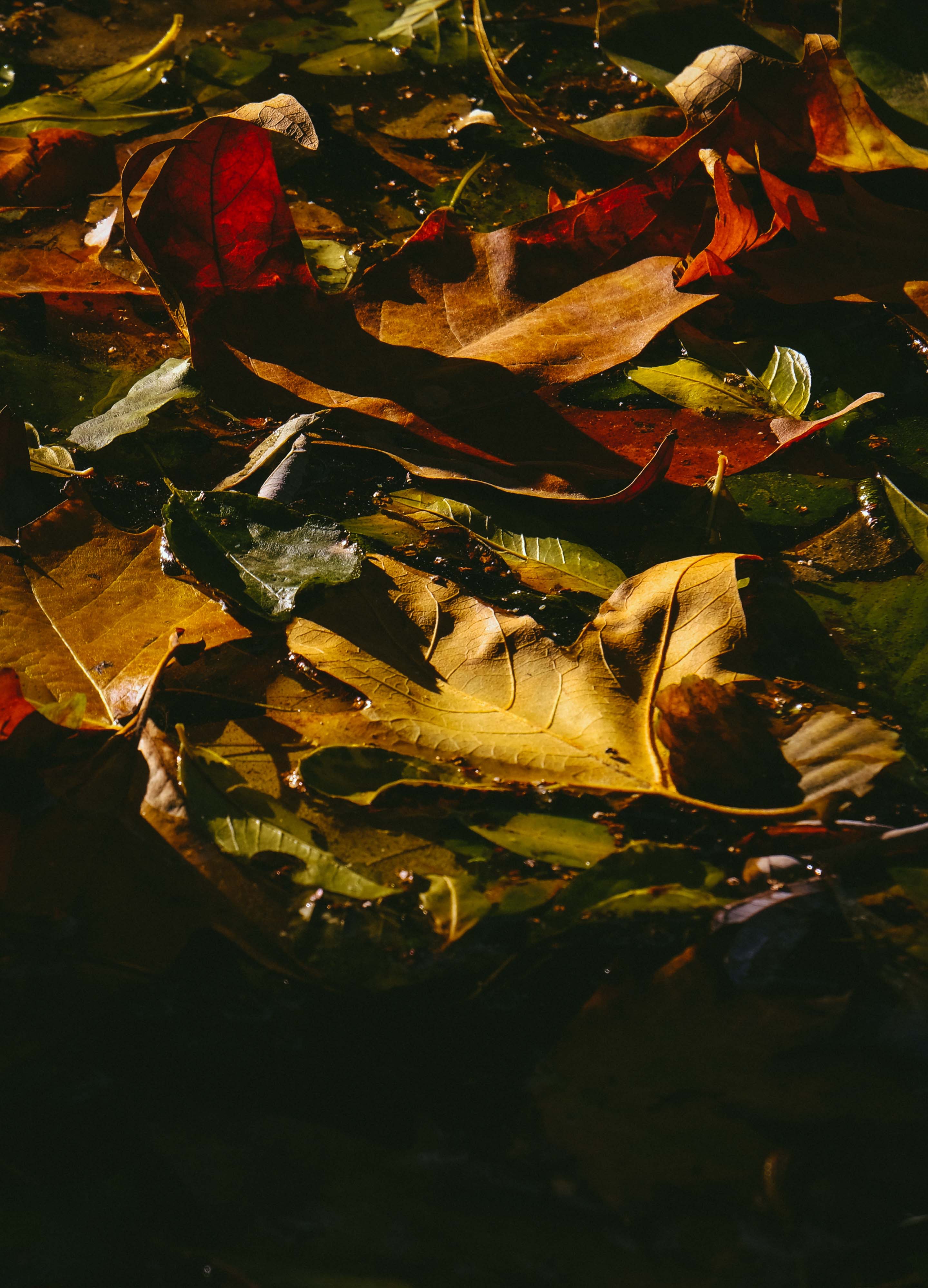 Laden Sie das Natur, Nass, Gefallen, Blätter, Dunkel, Herbst-Bild kostenlos auf Ihren PC-Desktop herunter