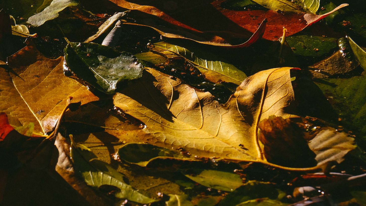 Мокрые листья осень