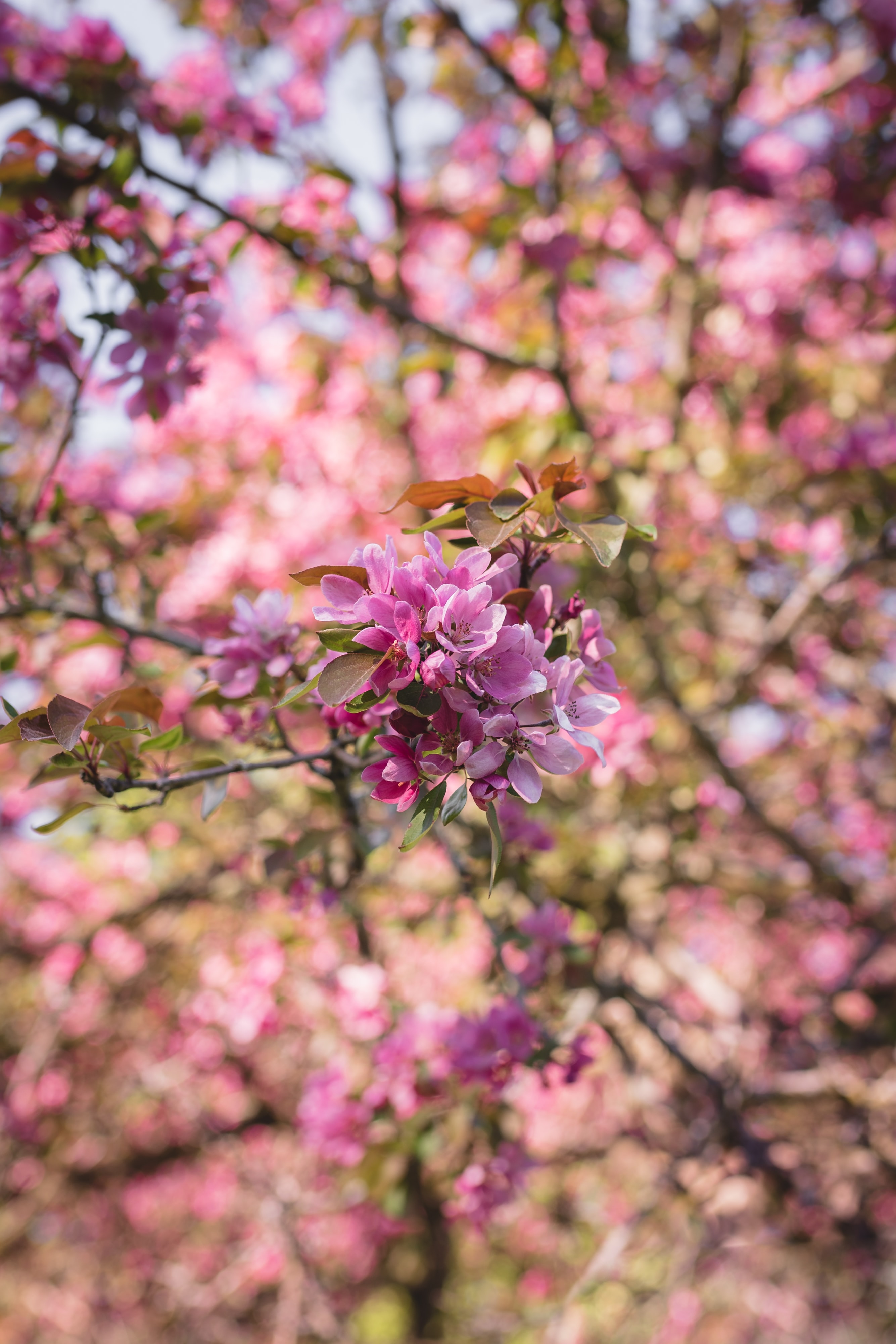 Free download wallpaper Pink, Flowering, Branch, Flowers, Bloom, Garden on your PC desktop