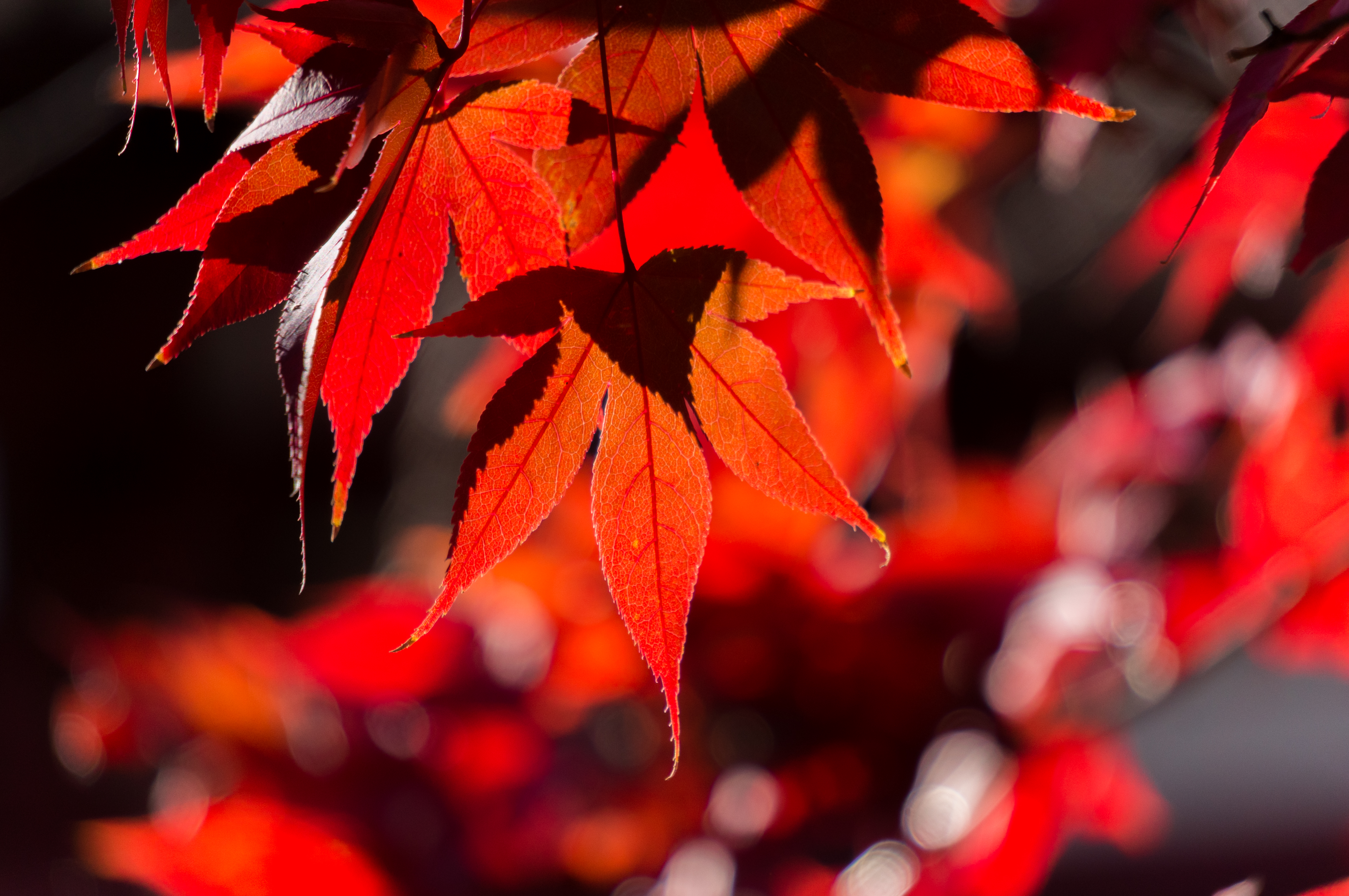 branch, autumn, leaves, red, macro, maple HD wallpaper