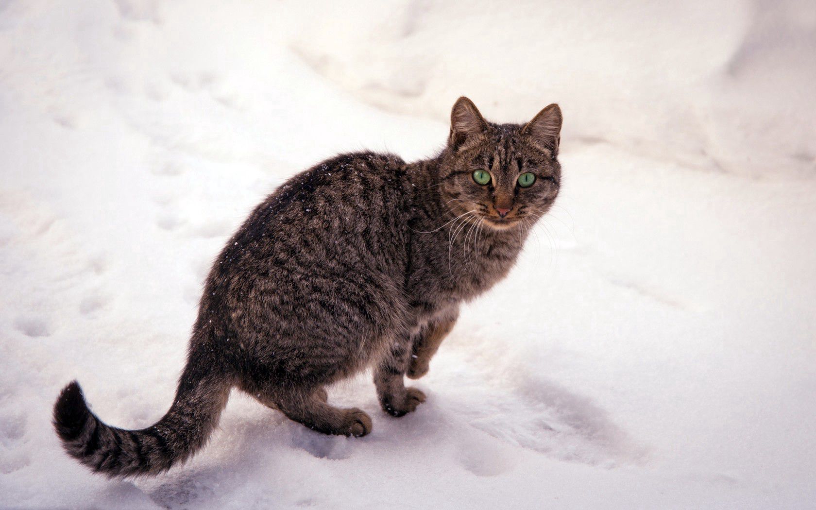 Cool Wallpapers animals, snow, cat, striped, sight, opinion