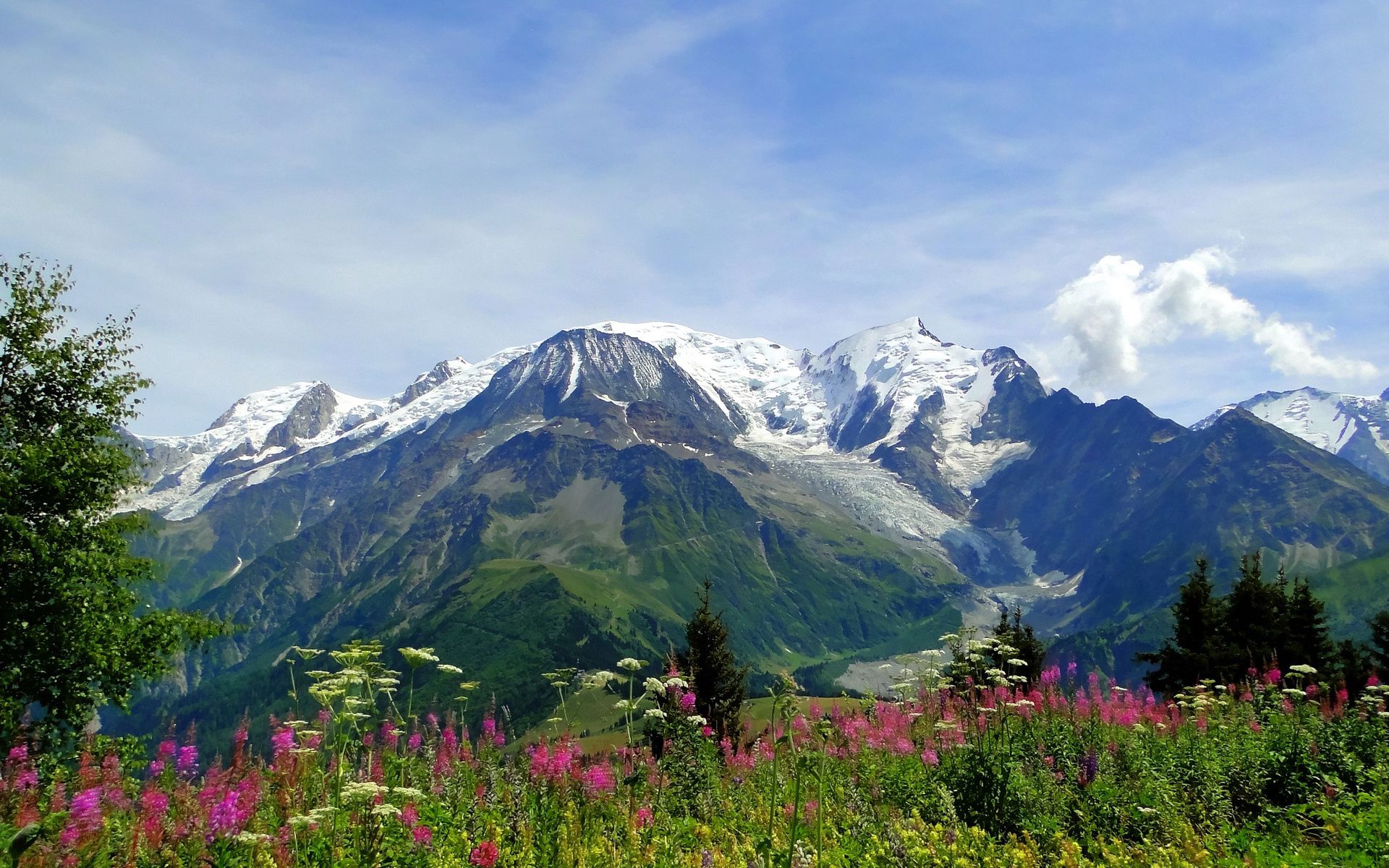 tops, alps, nature, flowers, mountains, summer, vertex, freshness