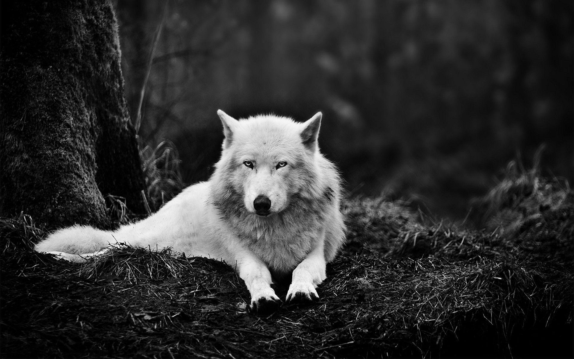 клип стим одинокий волк фото 47