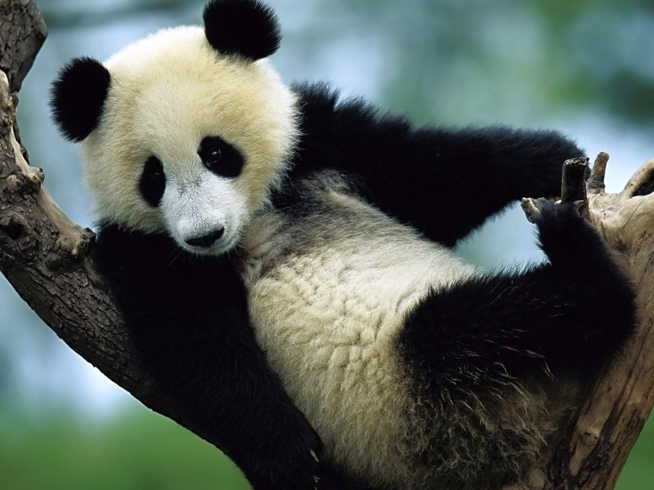 Téléchargez des papiers peints mobile Animaux, Pandas gratuitement.