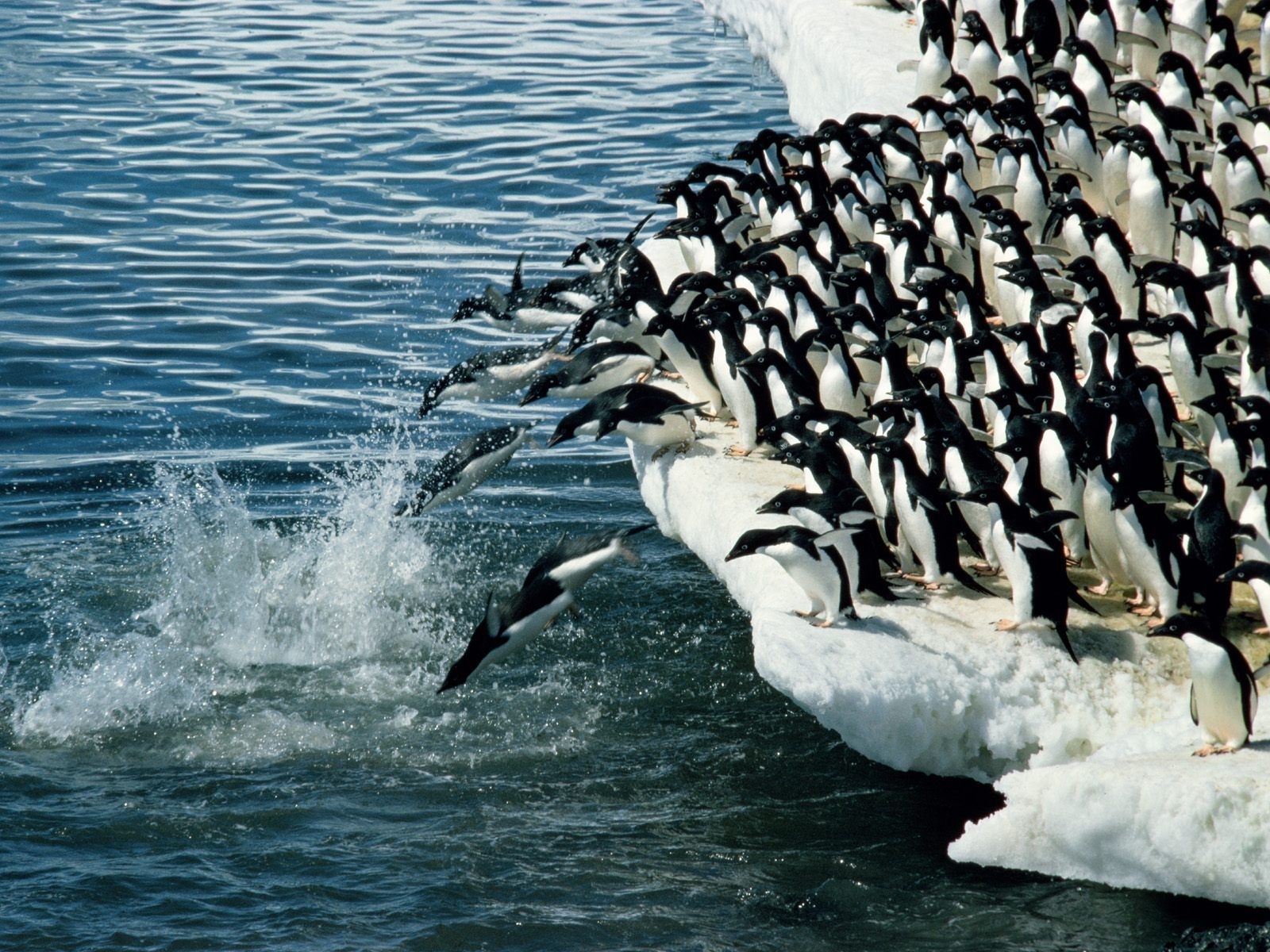 Миграция пингвинов в Антарктиде