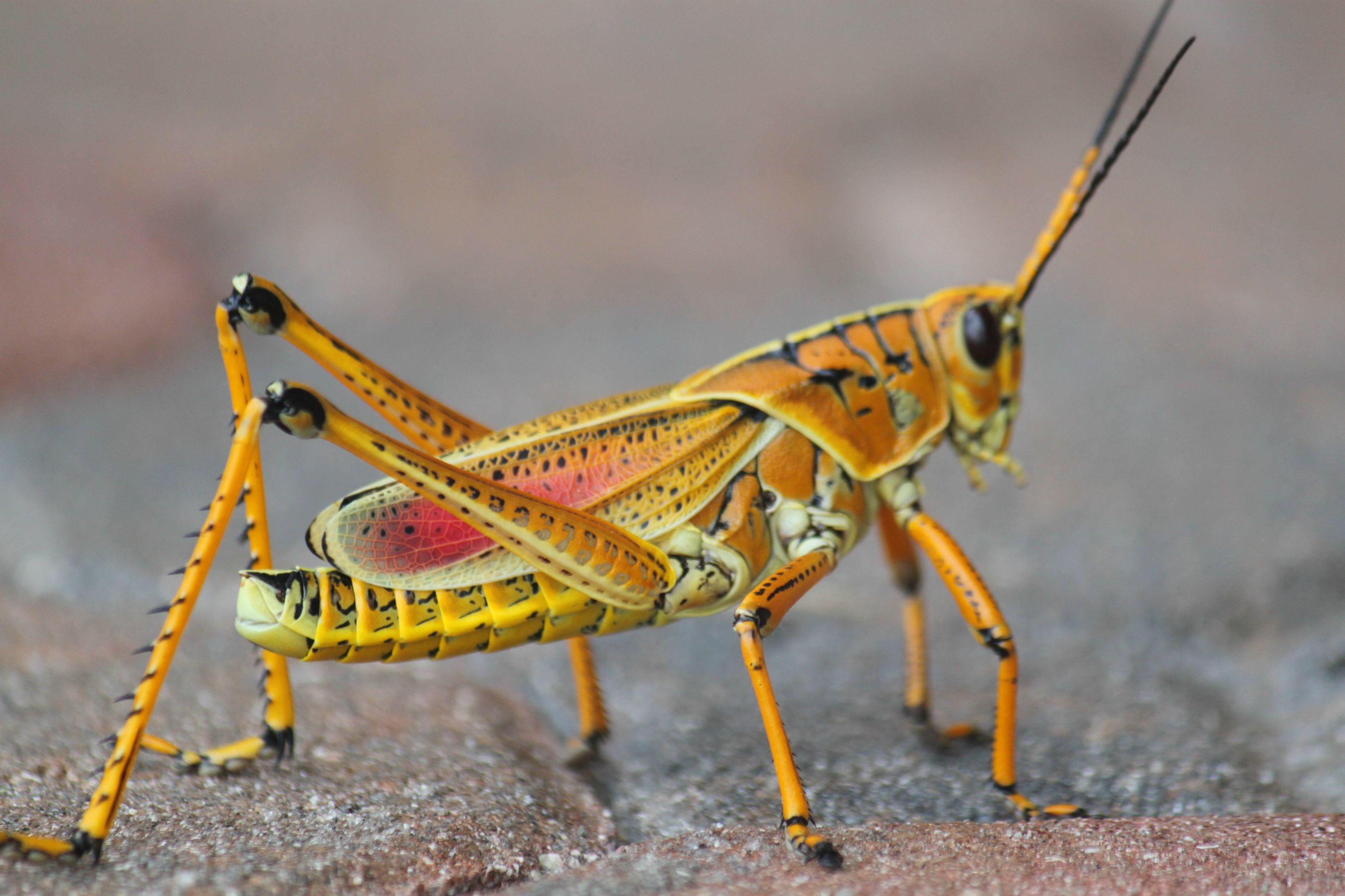 animal, grasshopper 4K